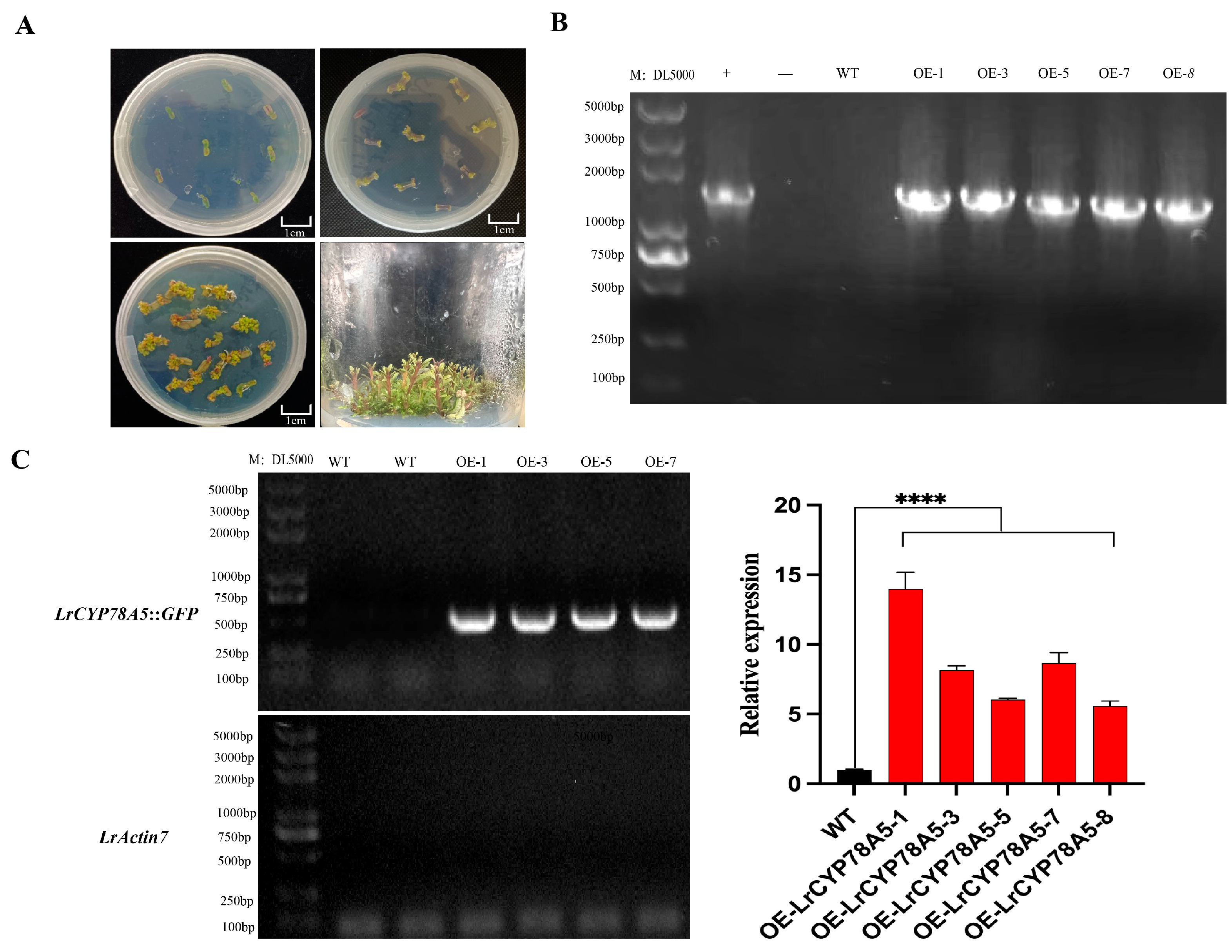 Plants 14 01152 g007