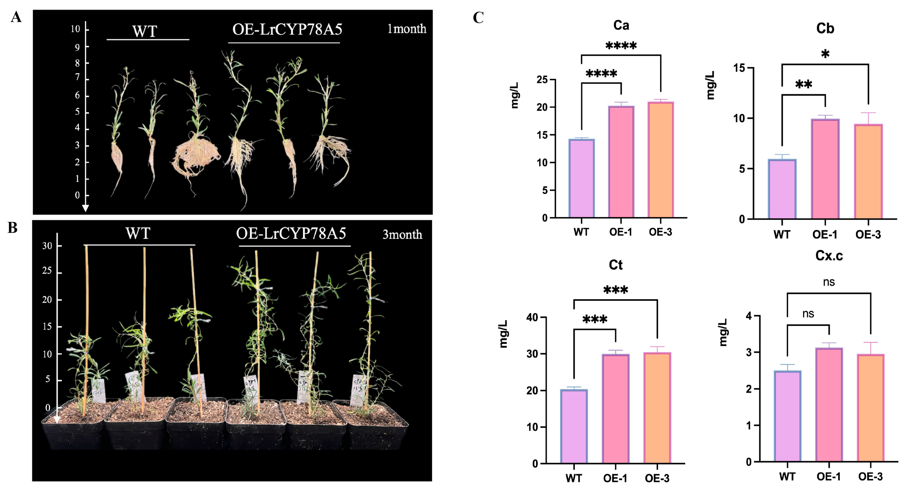 Plants 14 01152 g008