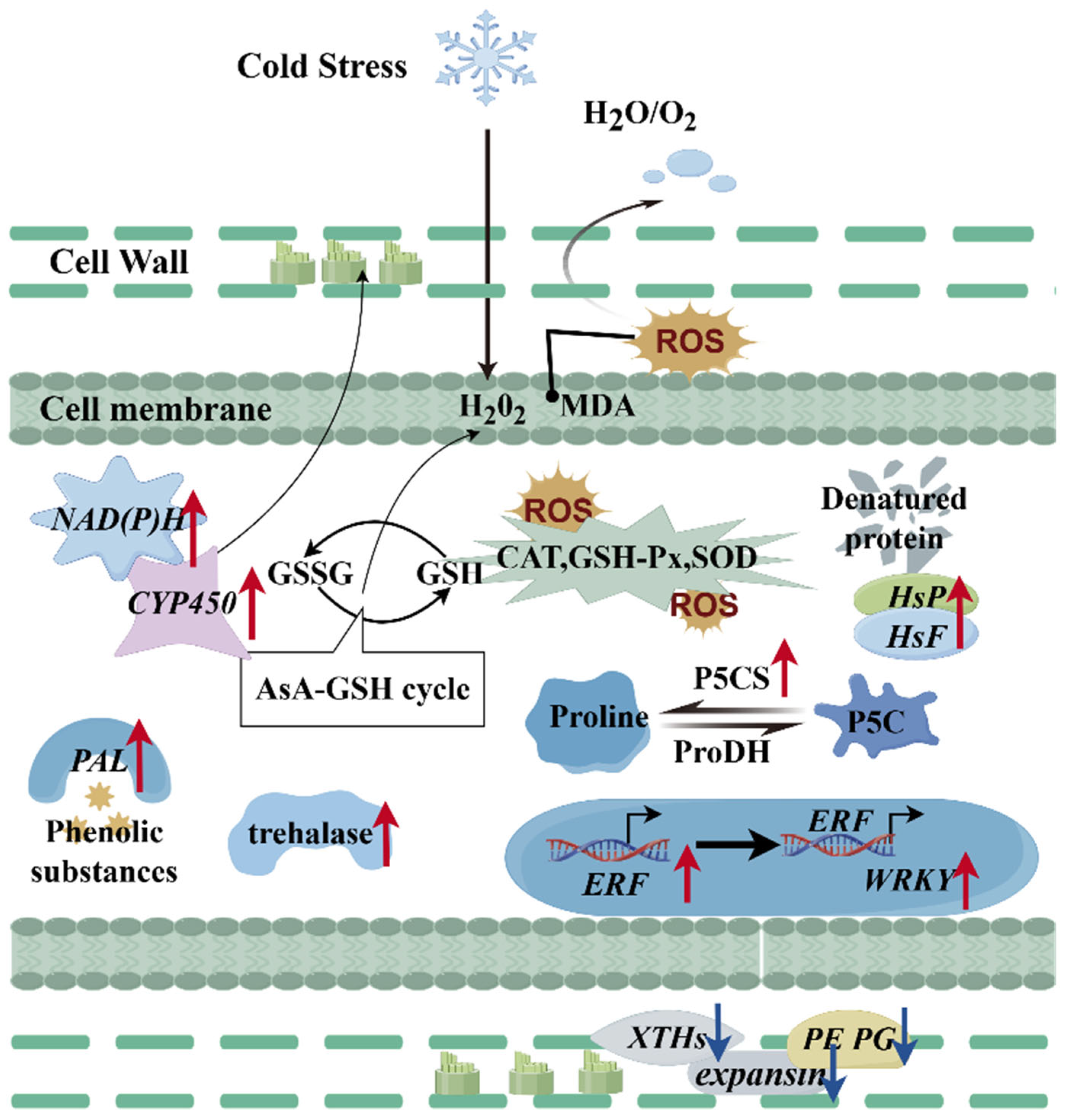 Plants 14 01153 g007