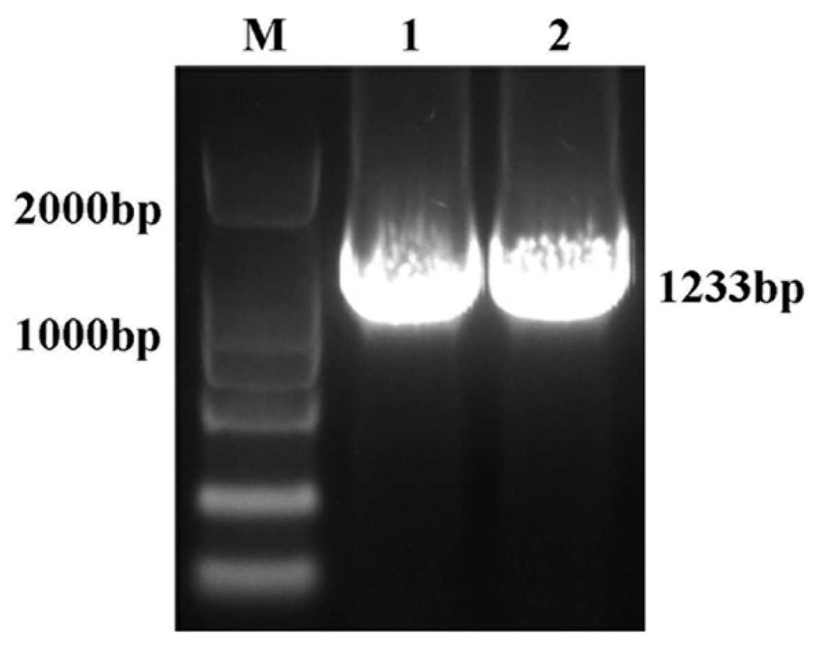 Plants 14 01155 g001