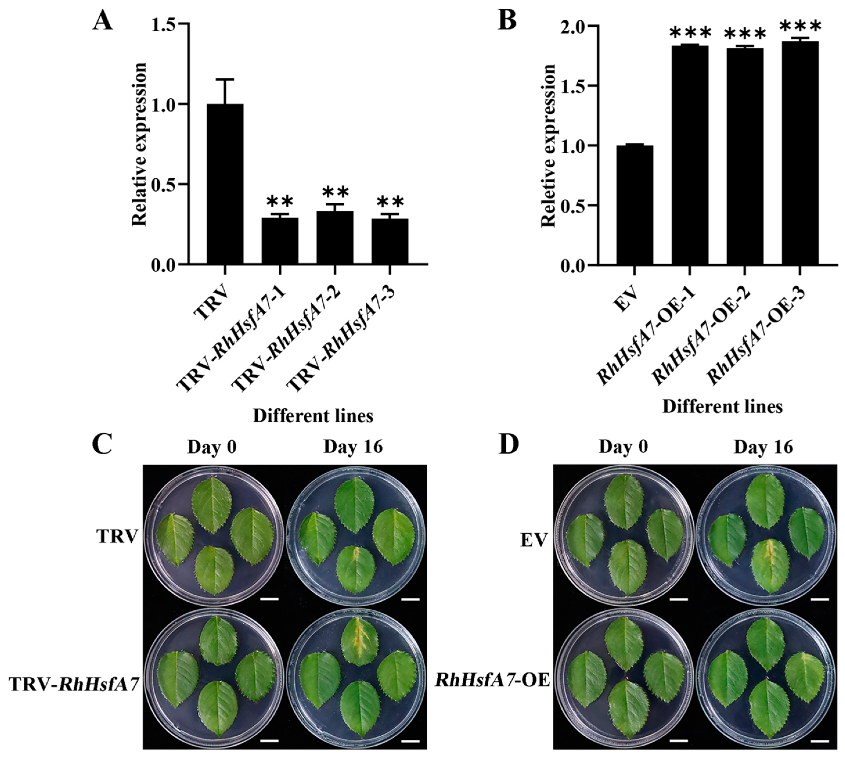 Plants 14 01155 g008