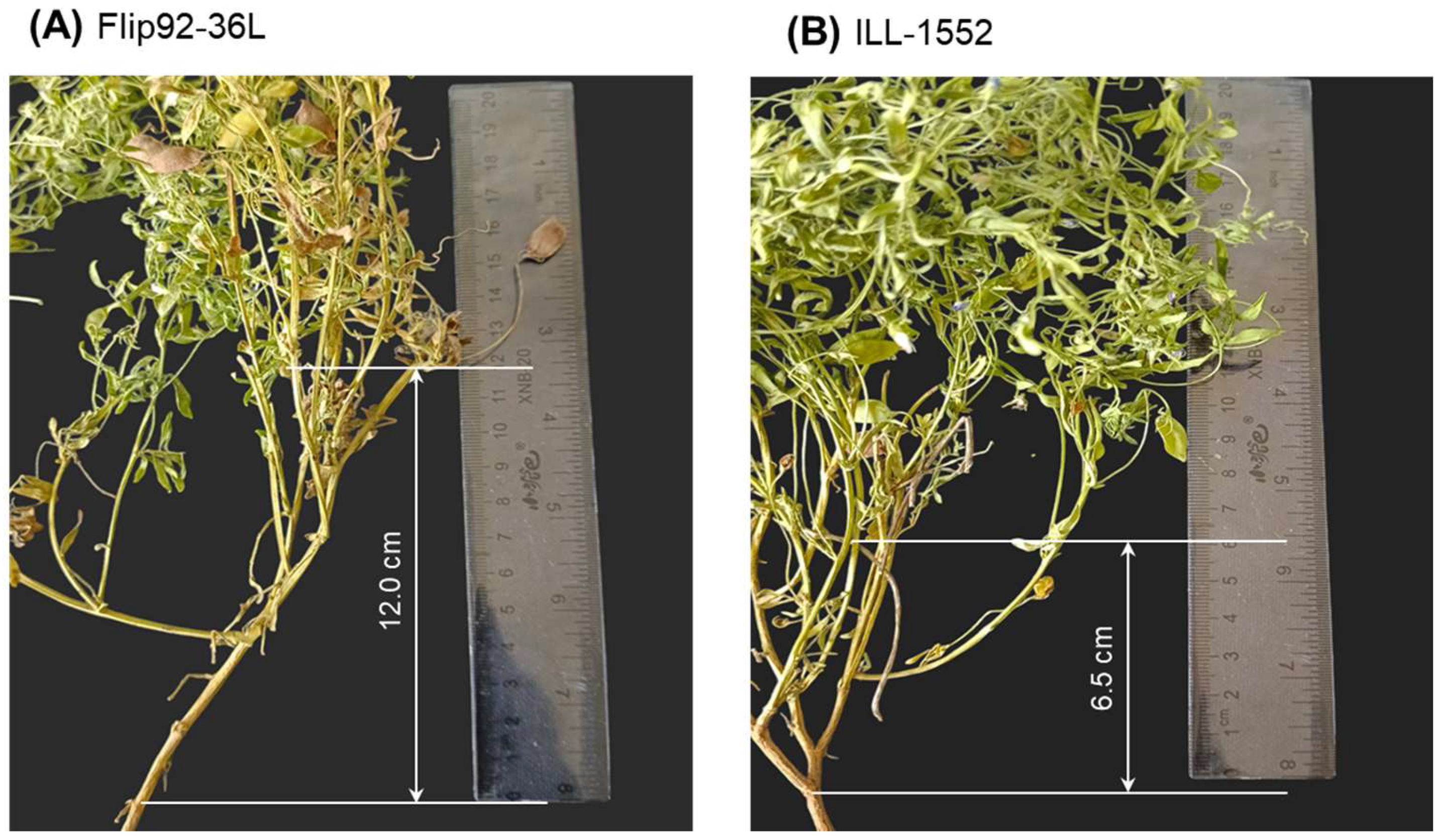 Plants 14 01157 g001