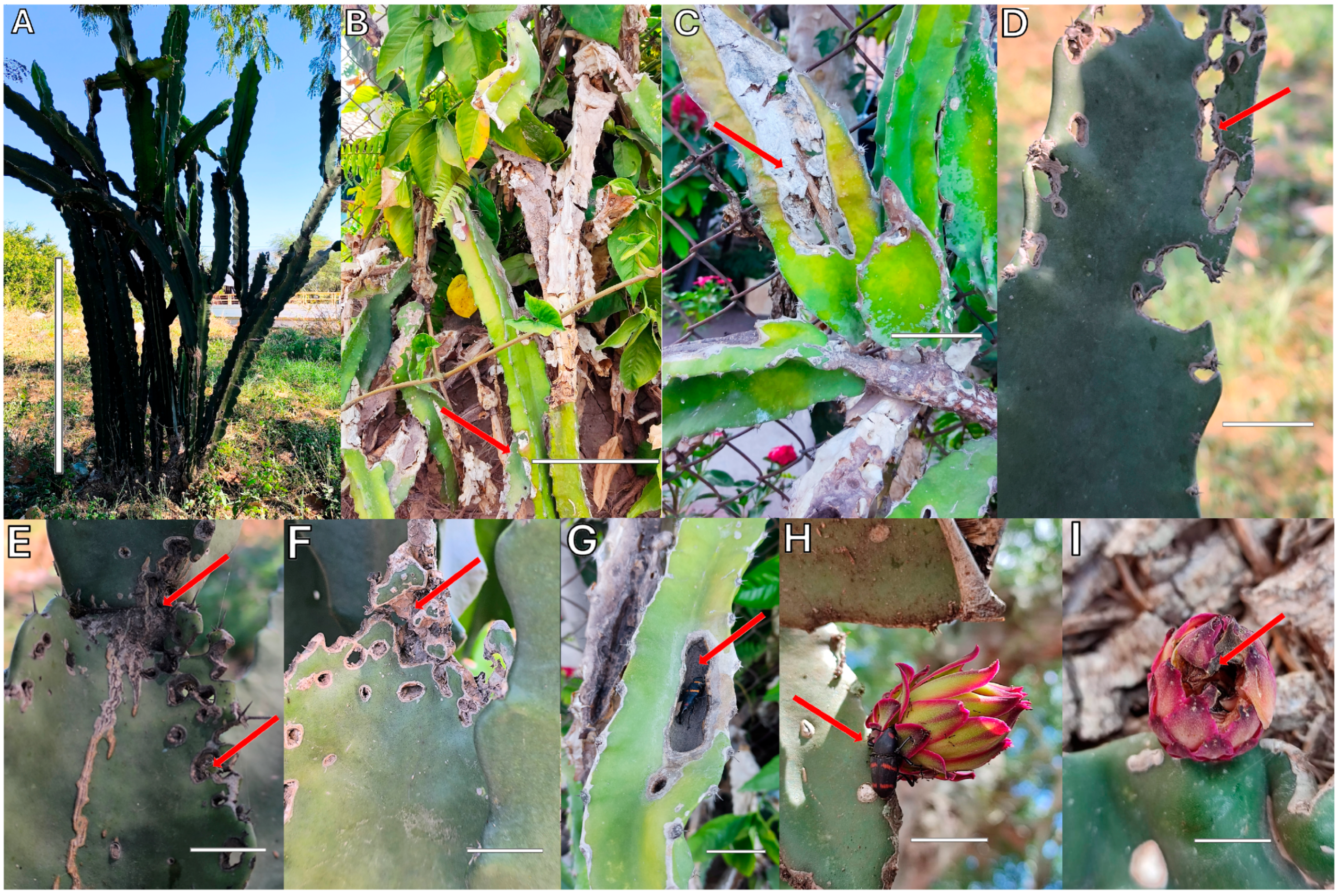 Plants 14 01162 g001