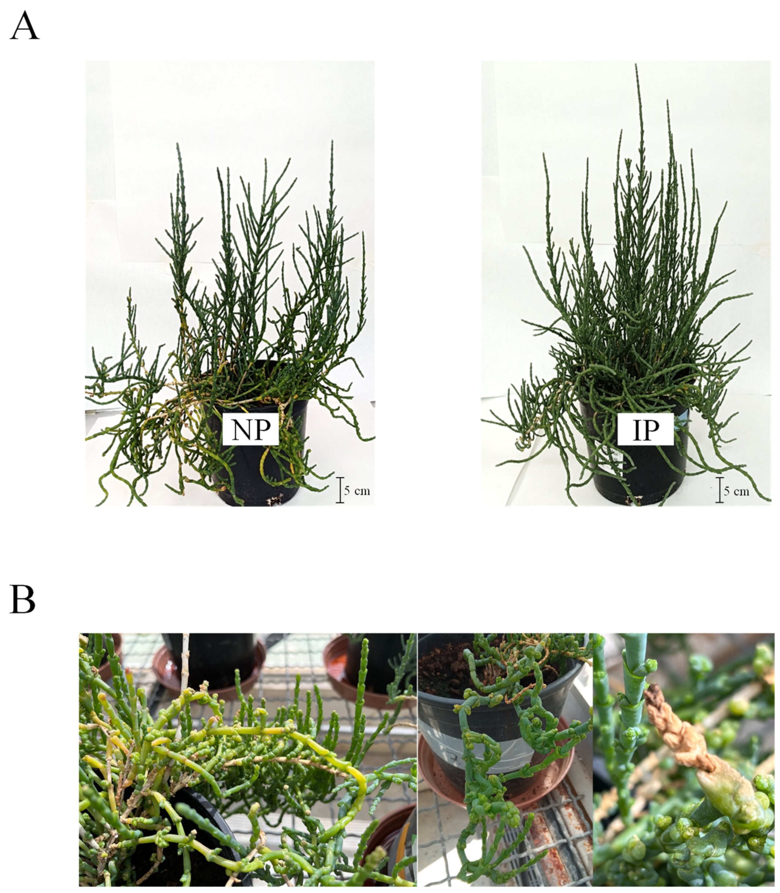 Plants 14 01164 g001 Plants 14 01164 g001