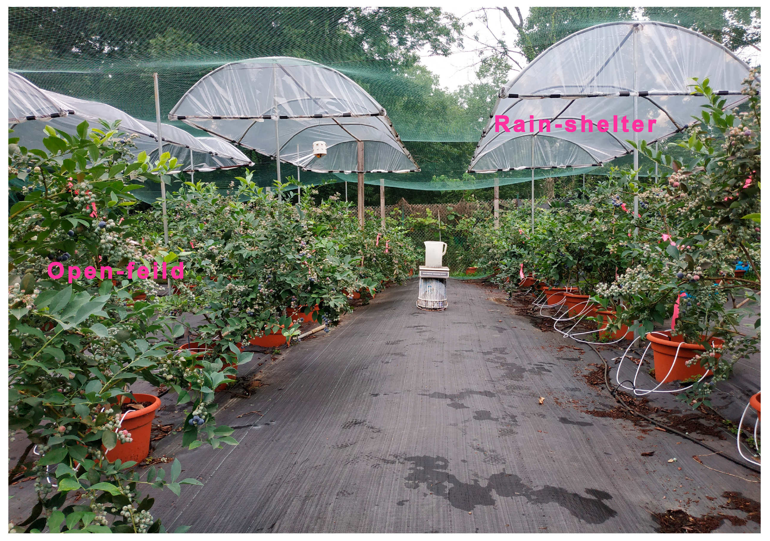 Plants 14 01167 g005