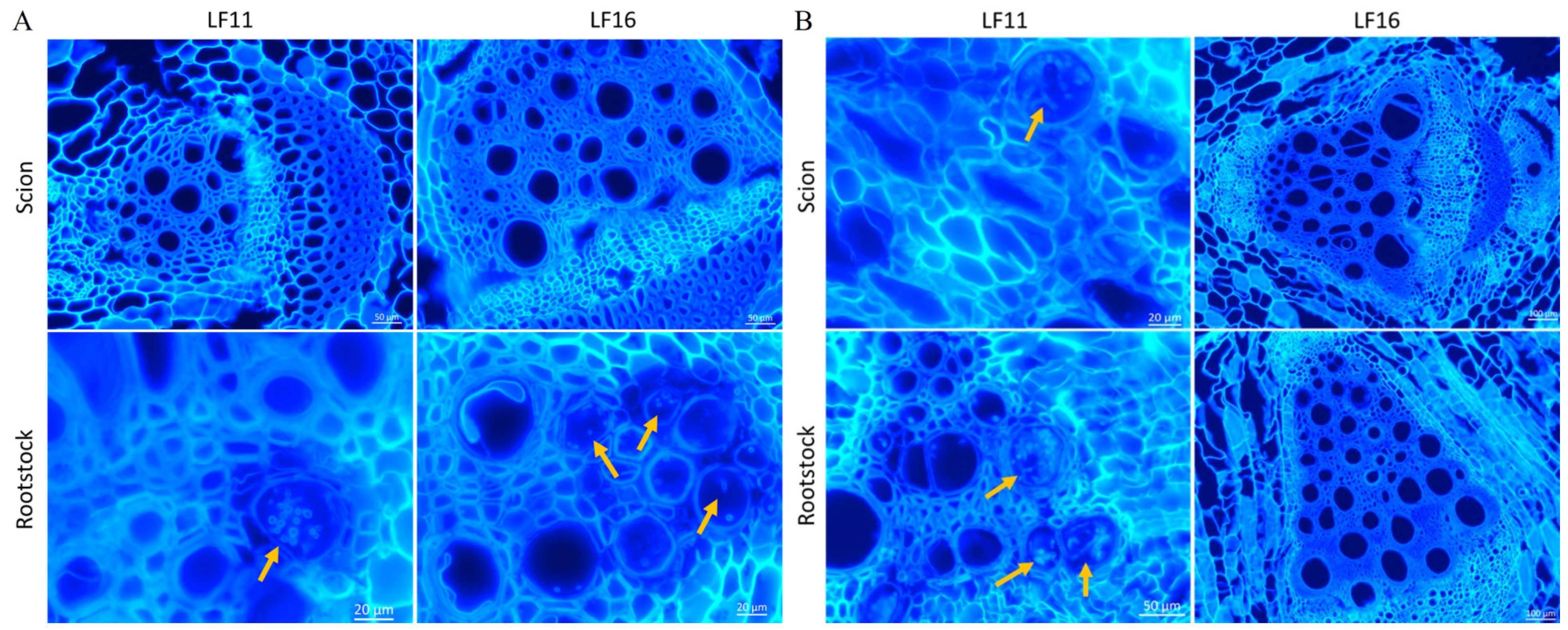 Plants 14 01168 g003