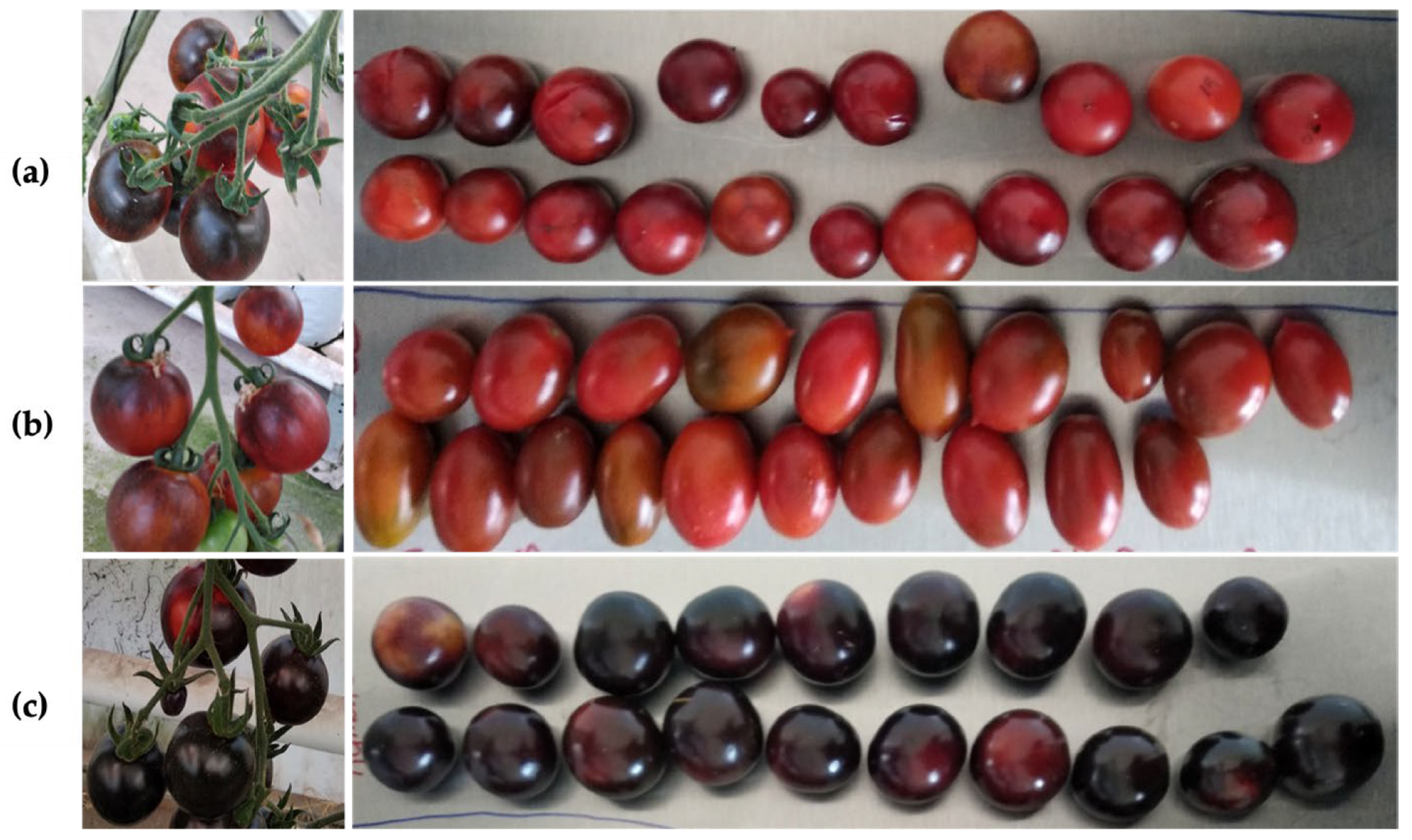 Plants 14 01173 g001 Plants 14 01173 g001