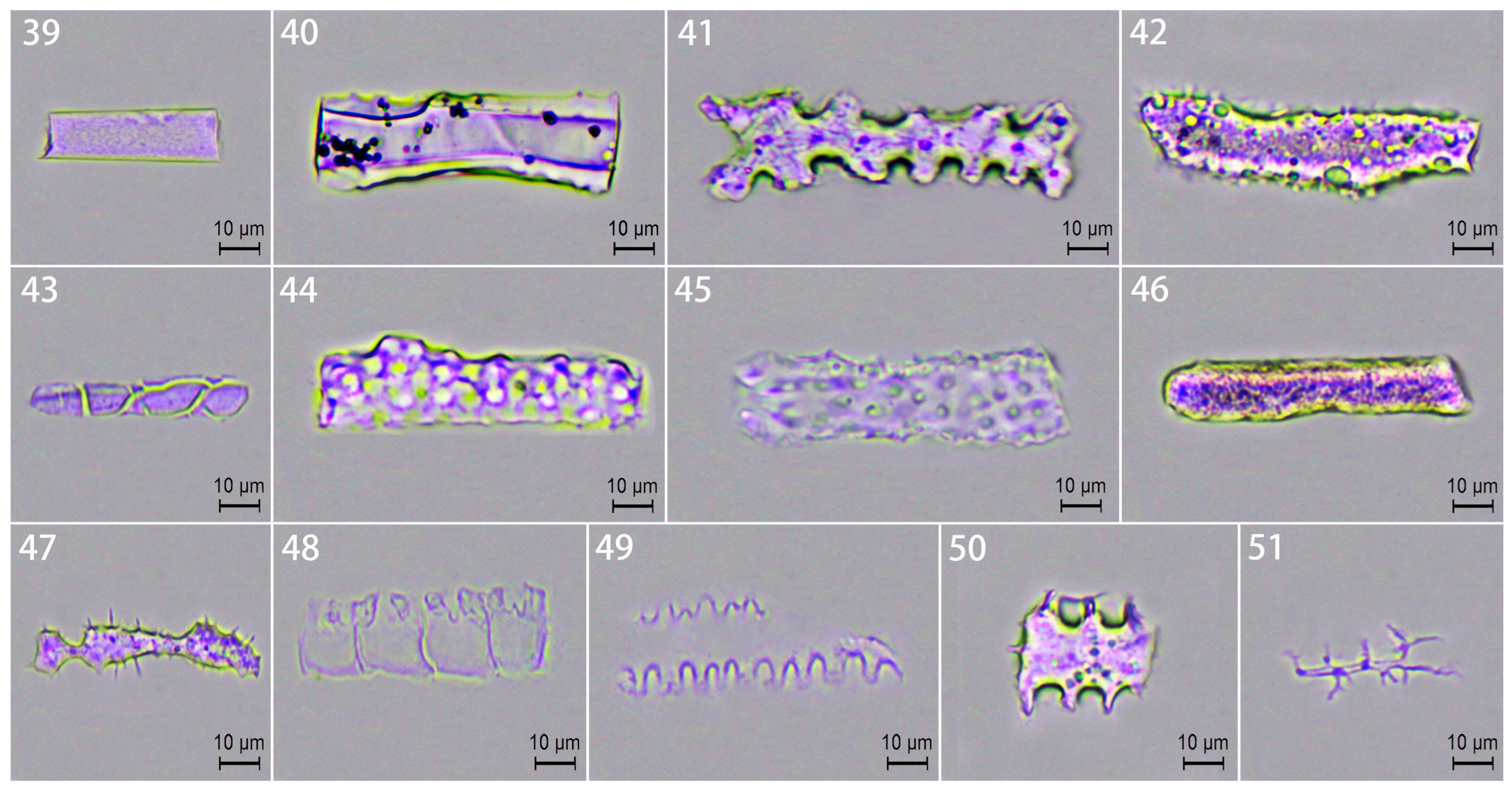 Plants 14 01174 g002b