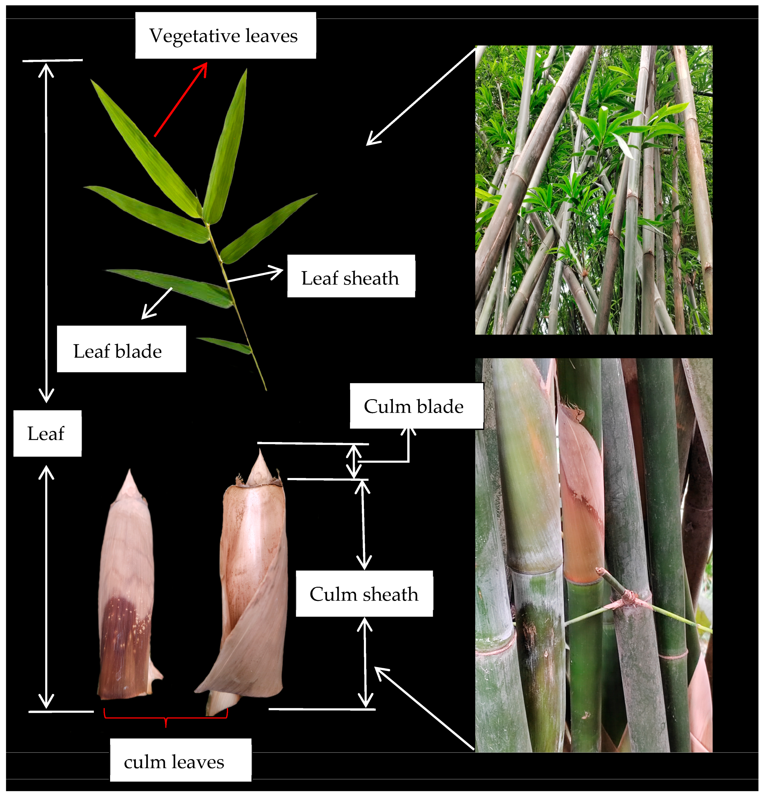 Plants 14 01174 g006