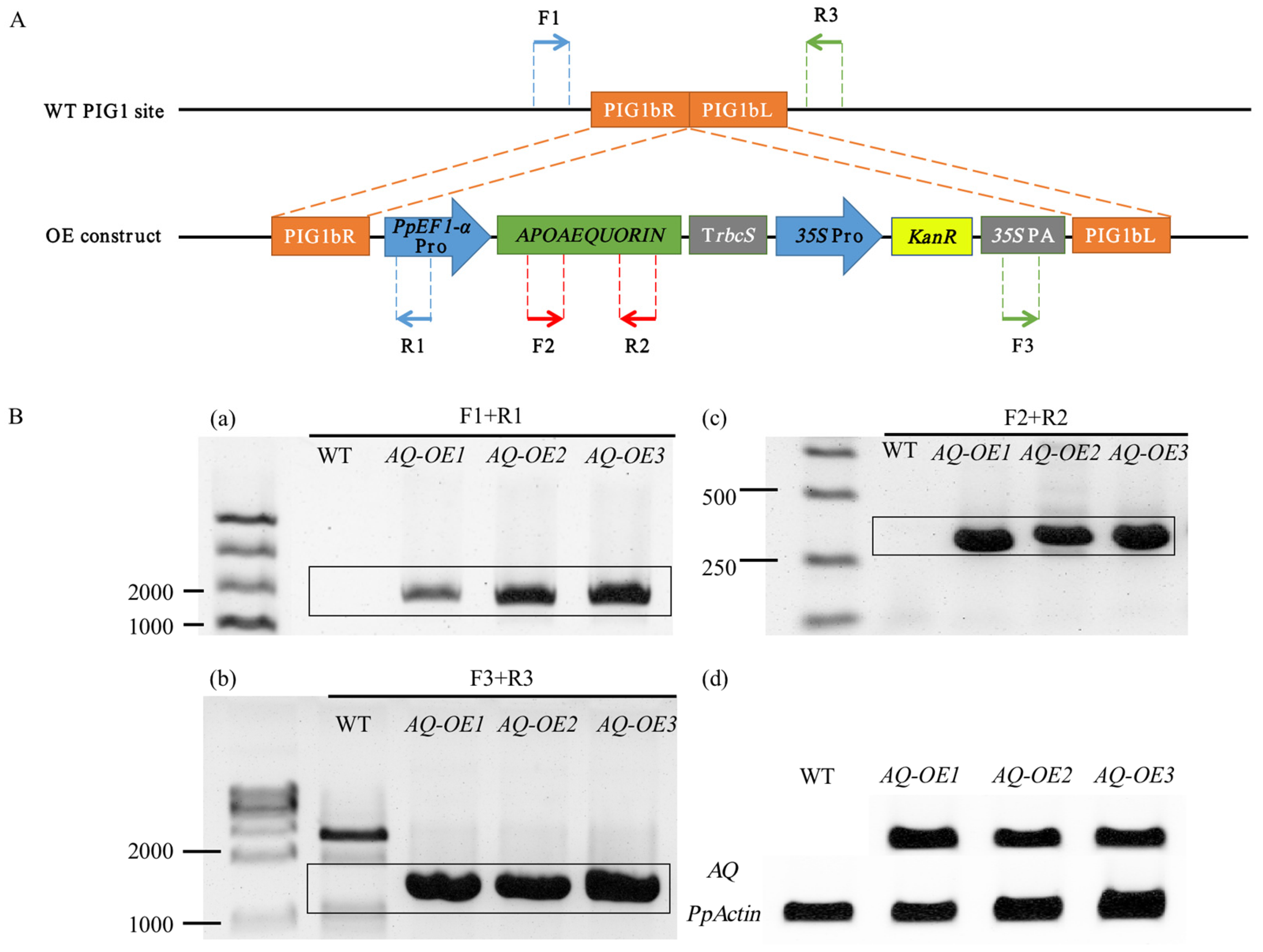 Plants 14 01178 g001