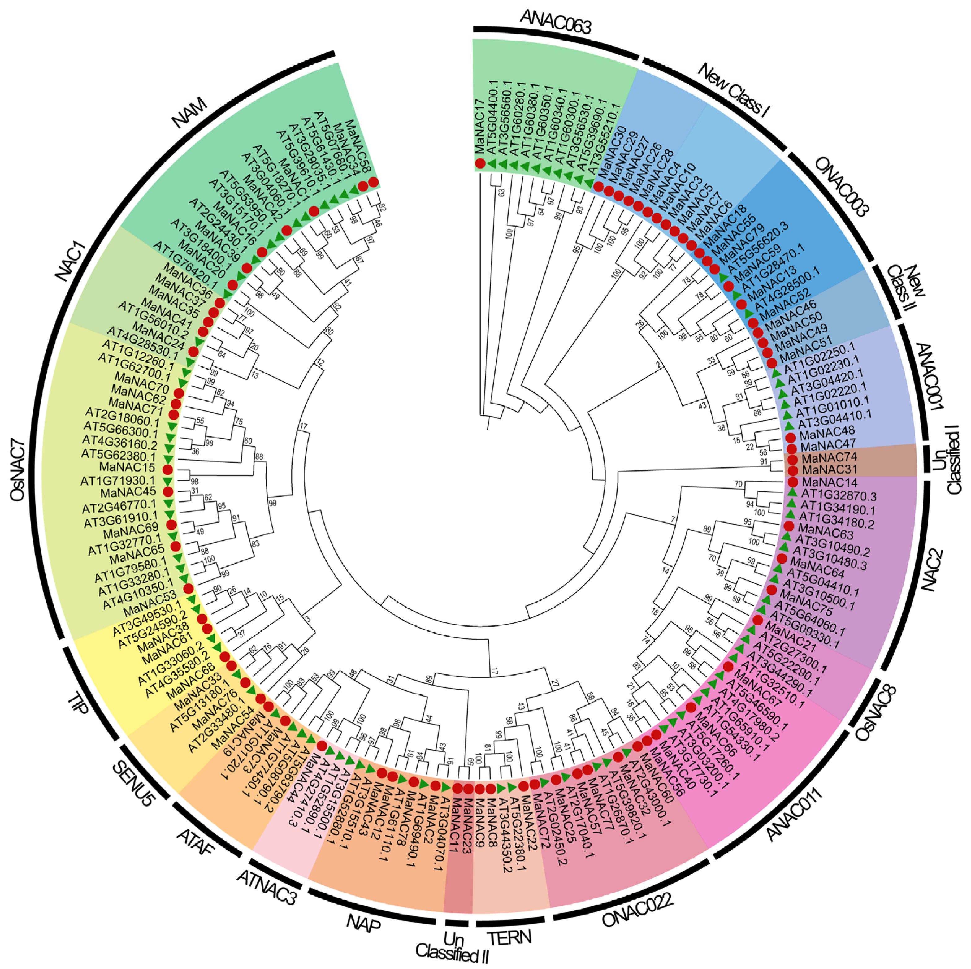 Plants 14 01179 g001