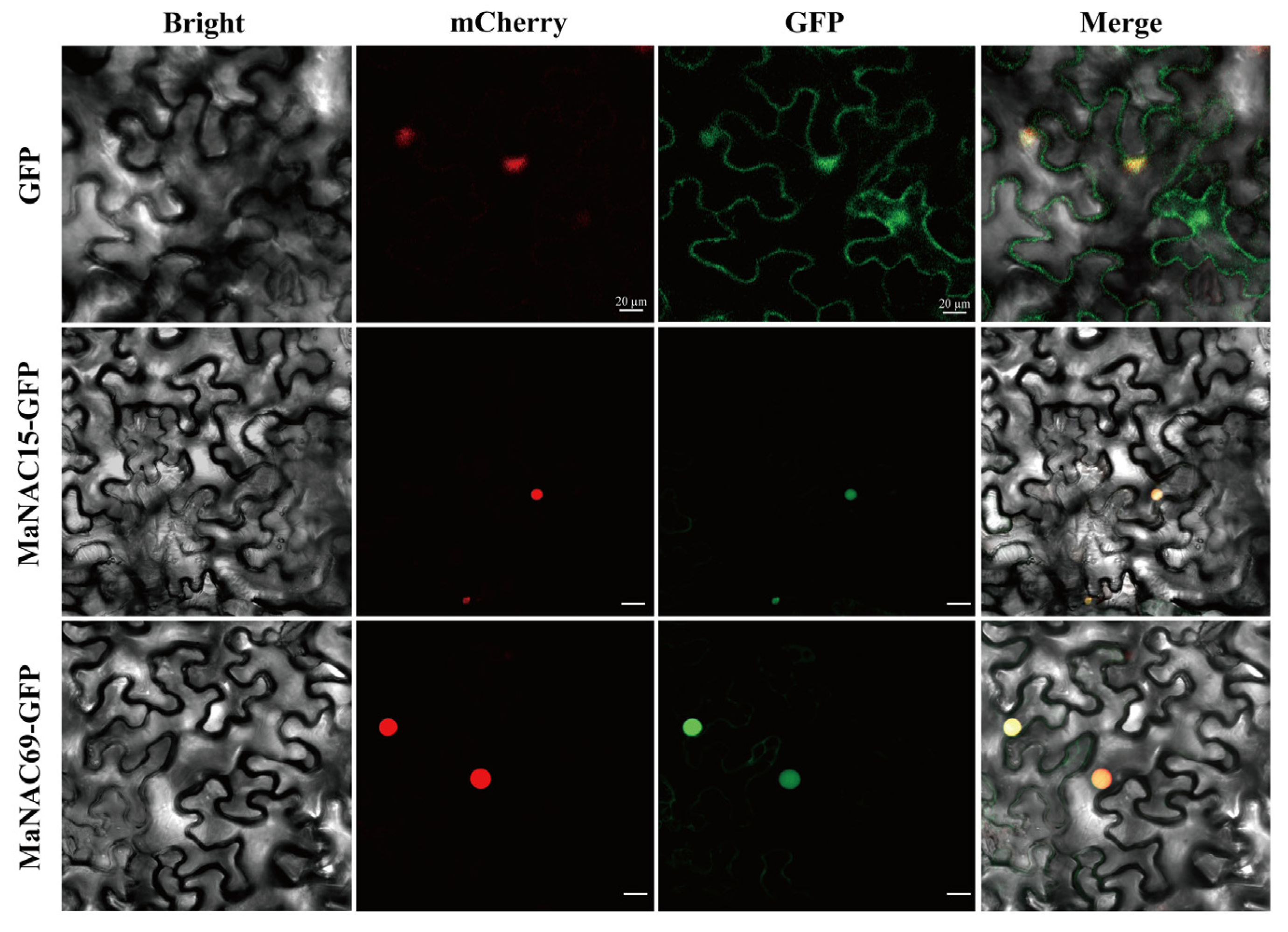 Plants 14 01179 g009