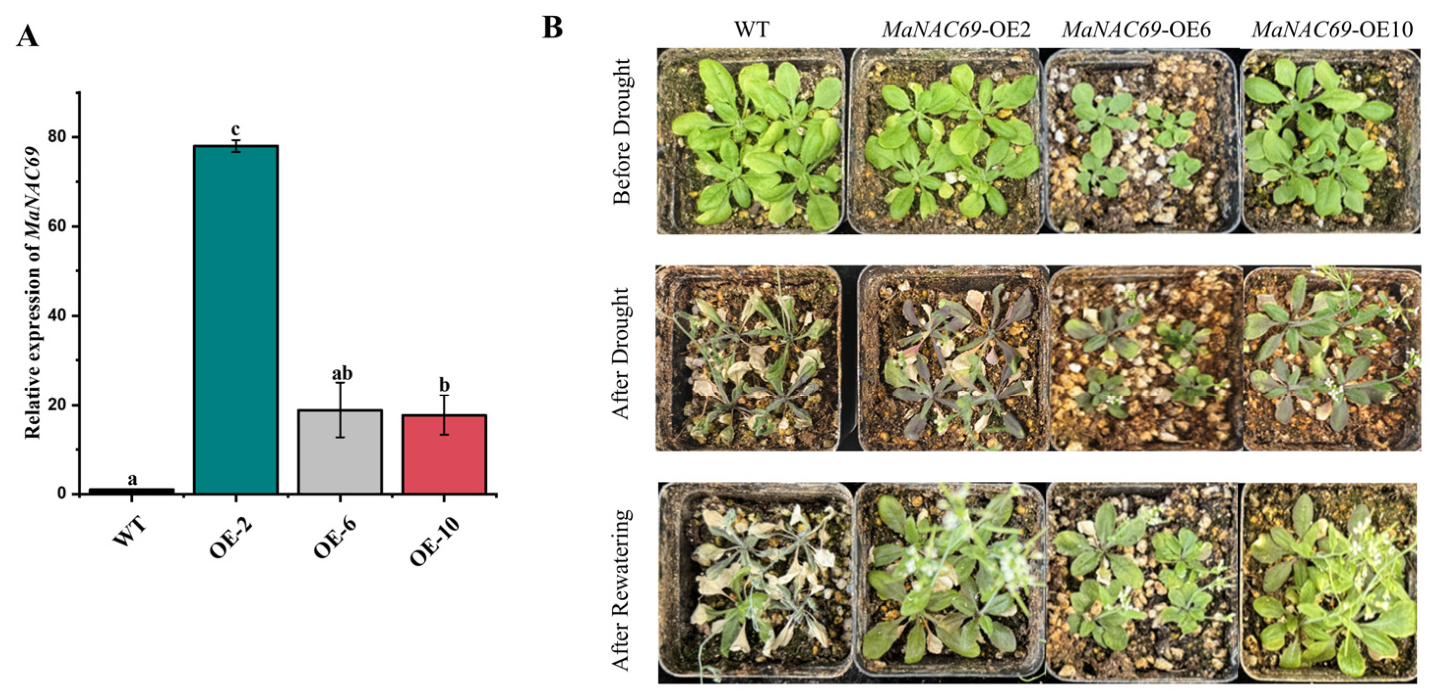 Plants 14 01179 g010