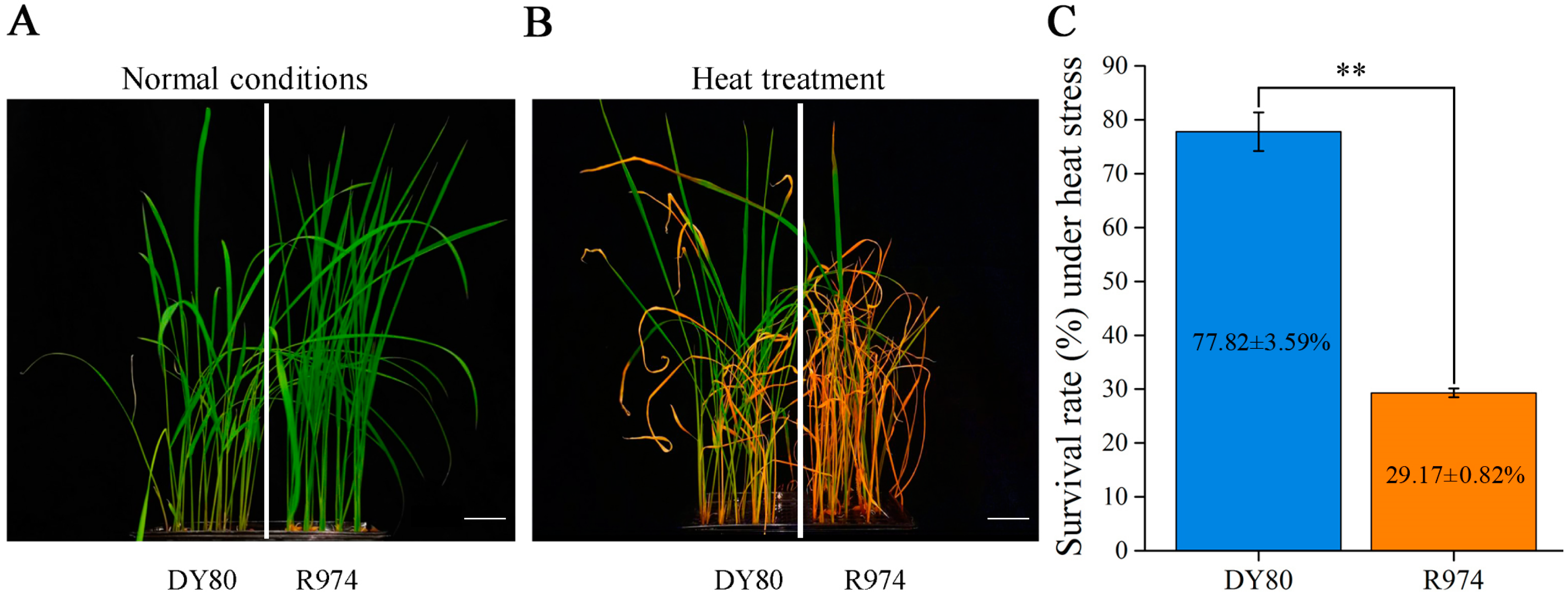 Plants 14 01192 g001