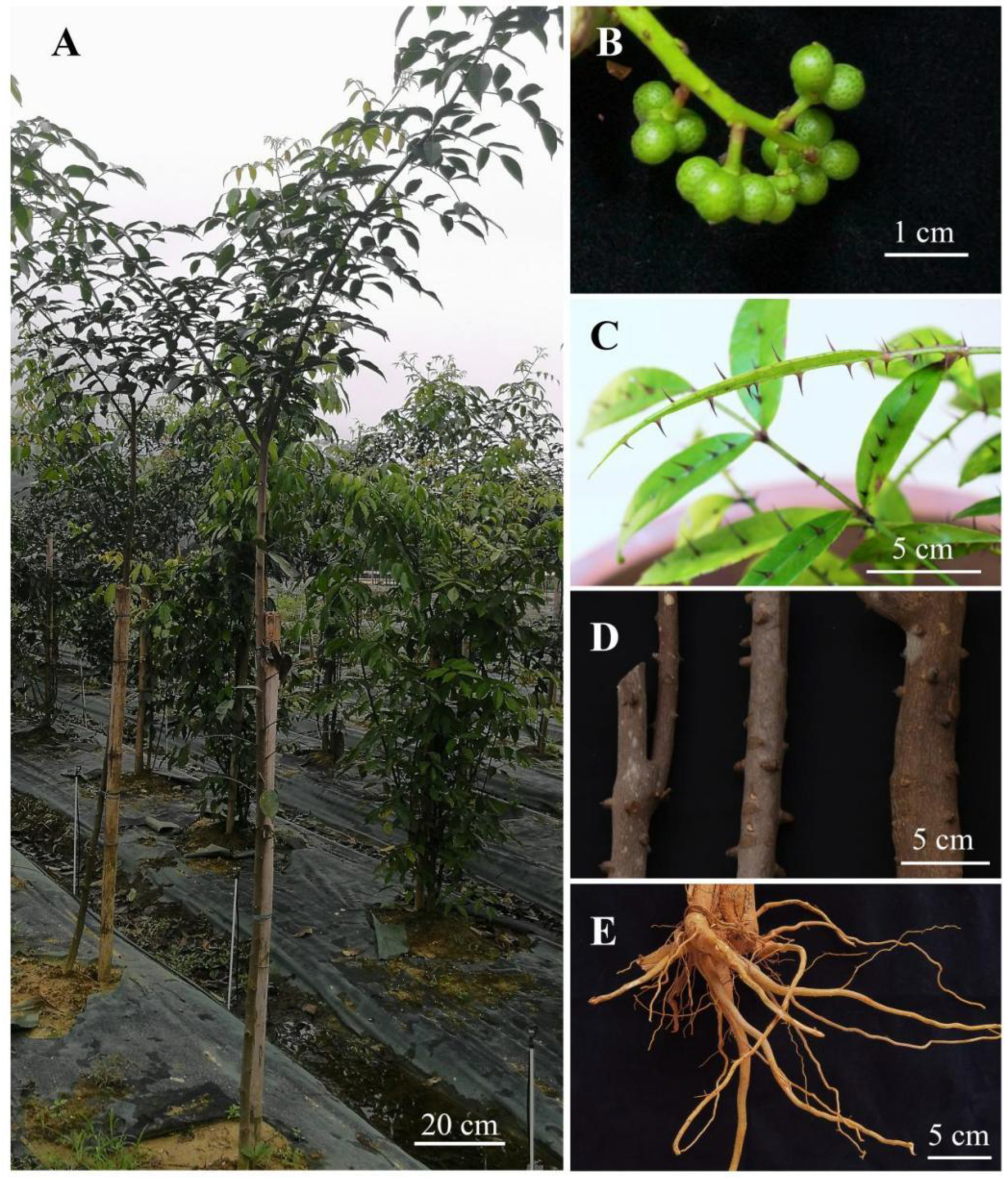 Plants 14 01194 g001