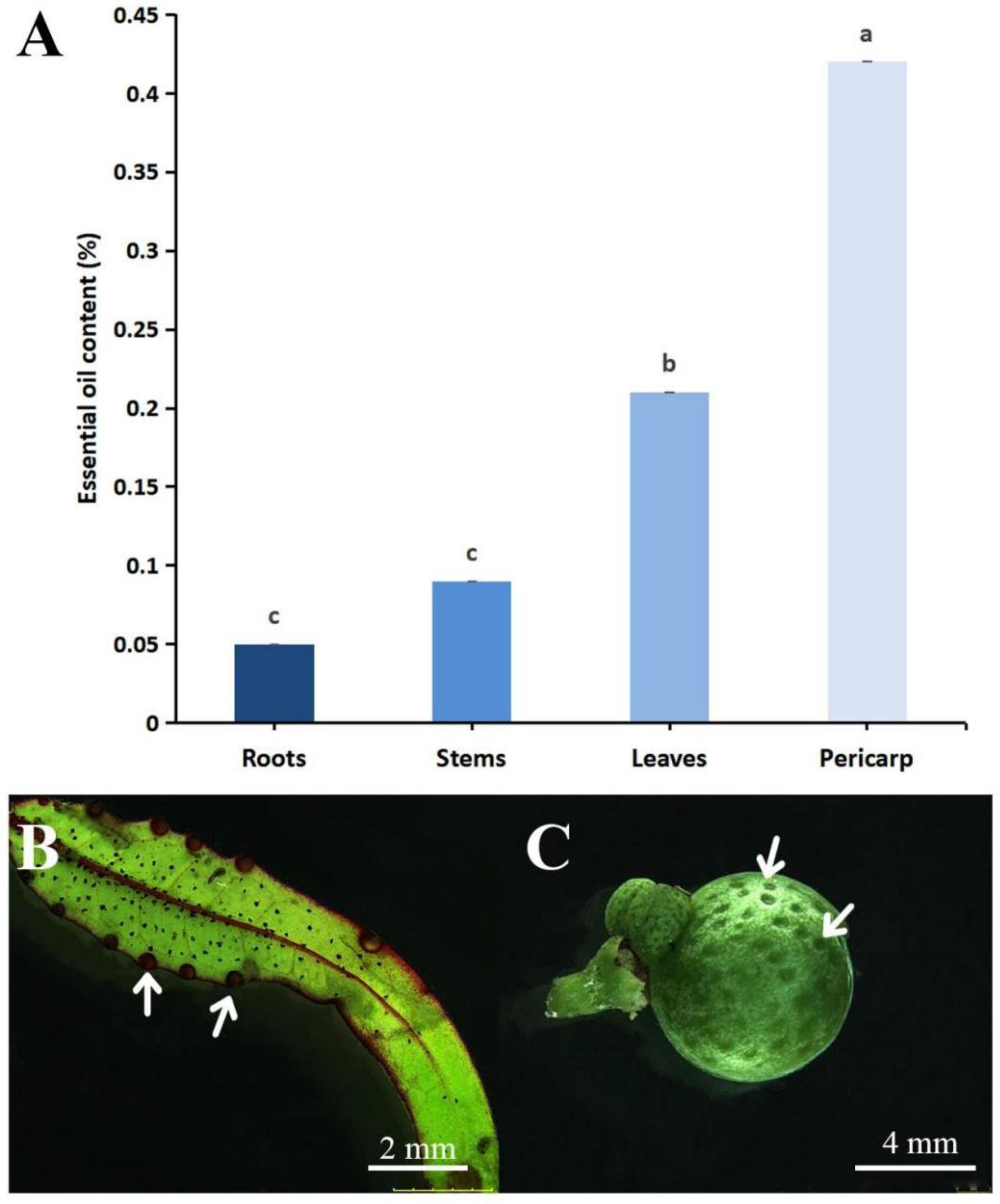 Plants 14 01194 g002