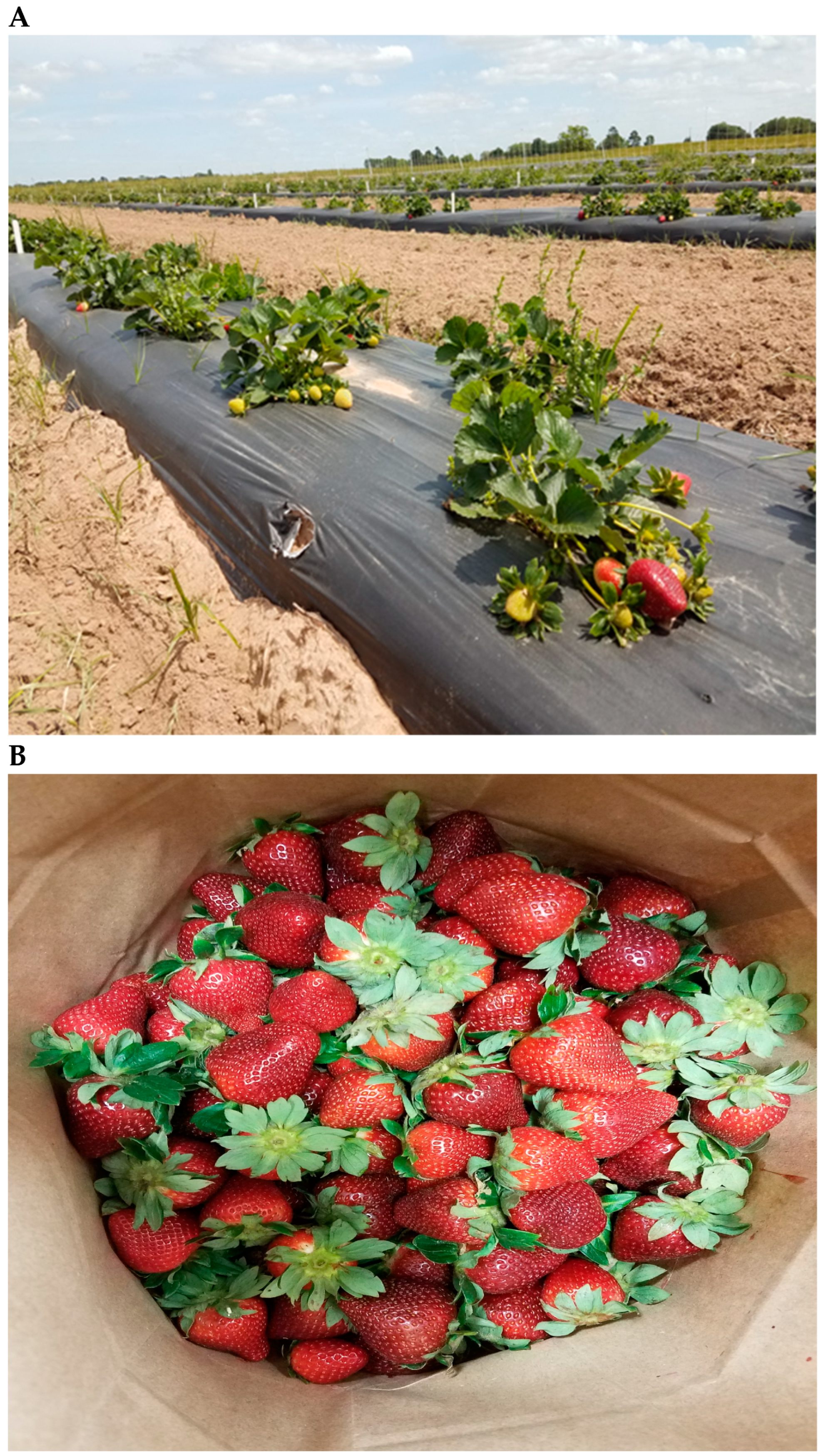 Plants 14 01197 g001