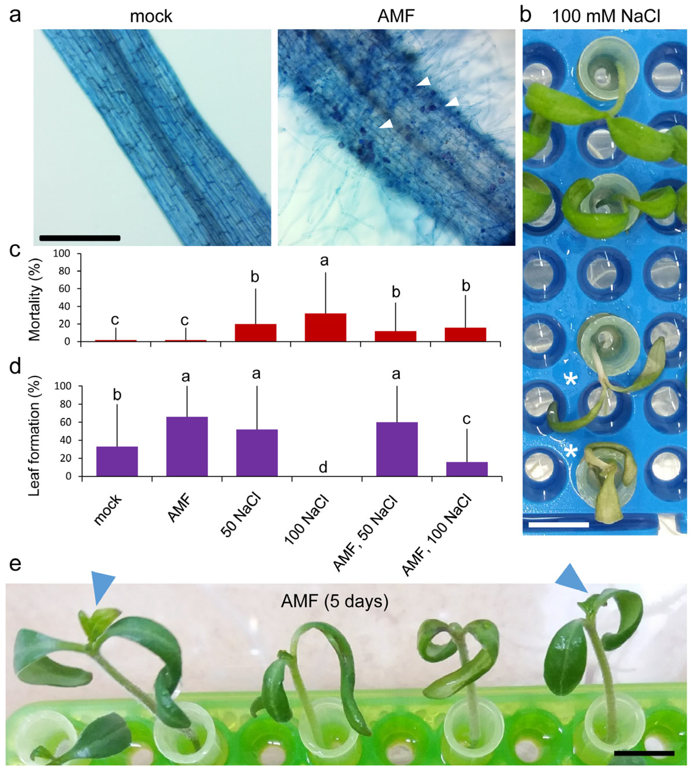 Plants 14 01198 g001