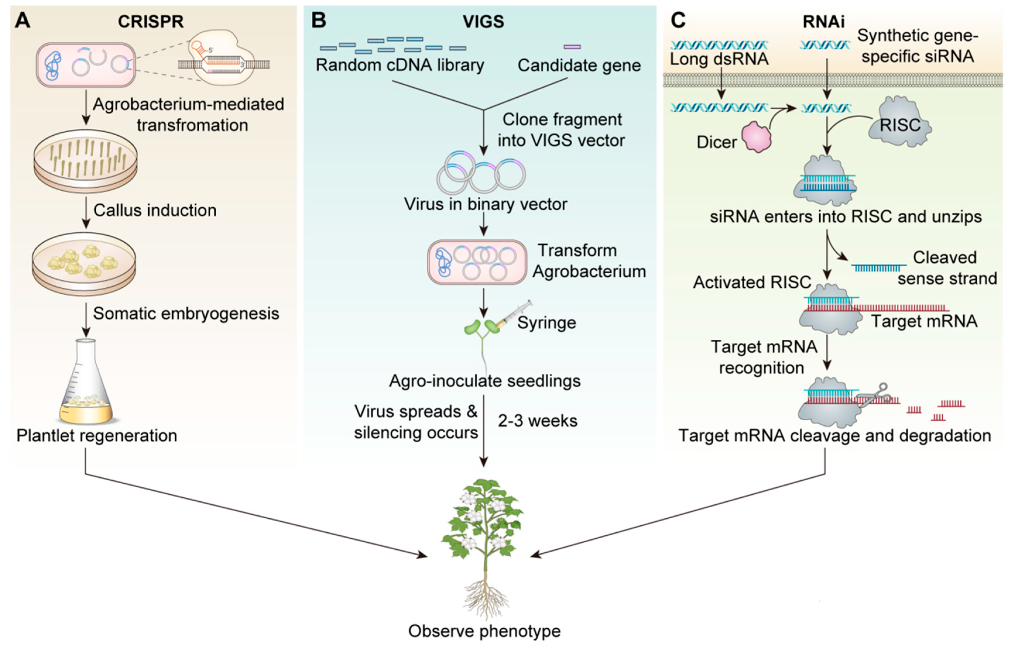 Plants 14 01203 g001