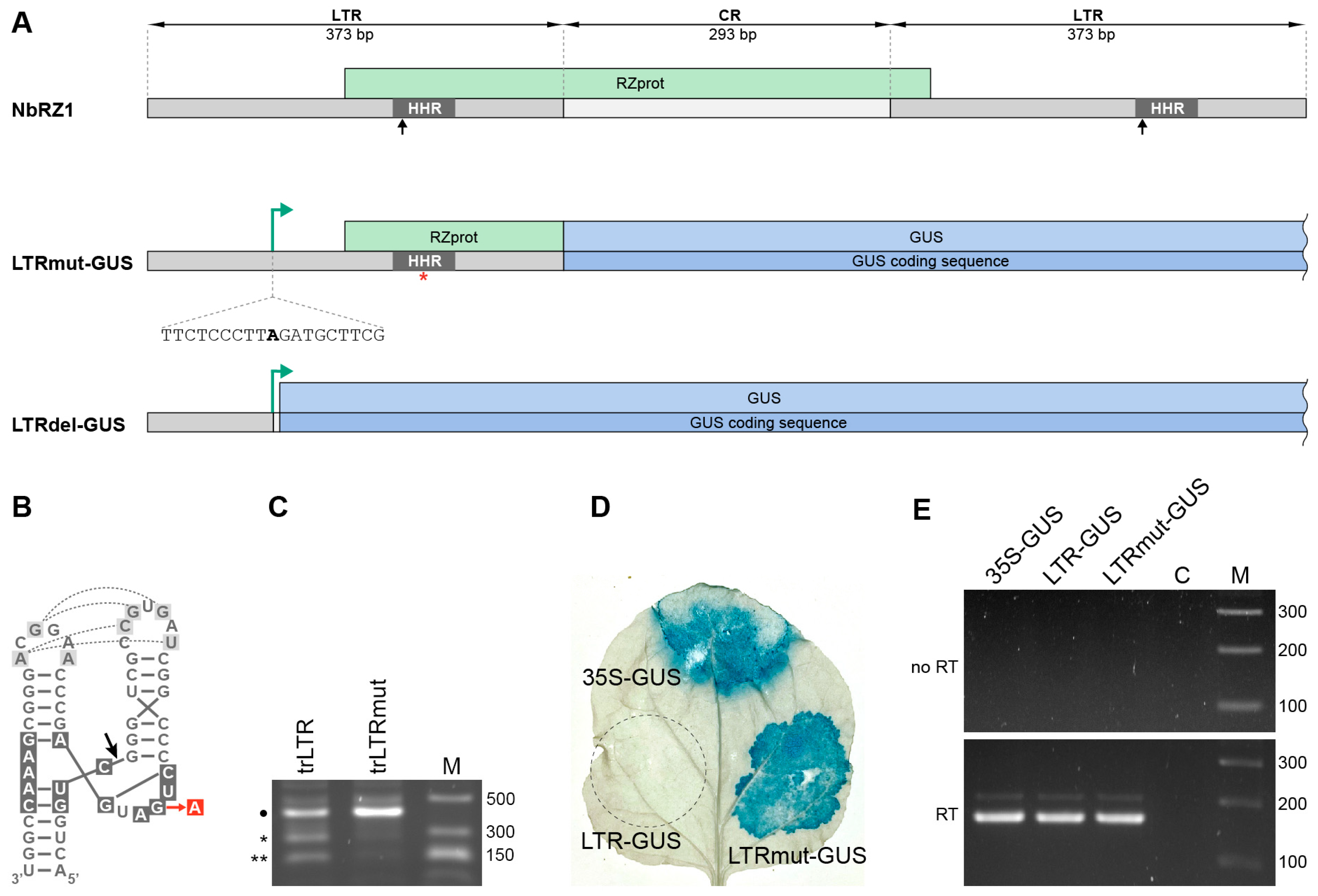 Plants 14 01205 g001
