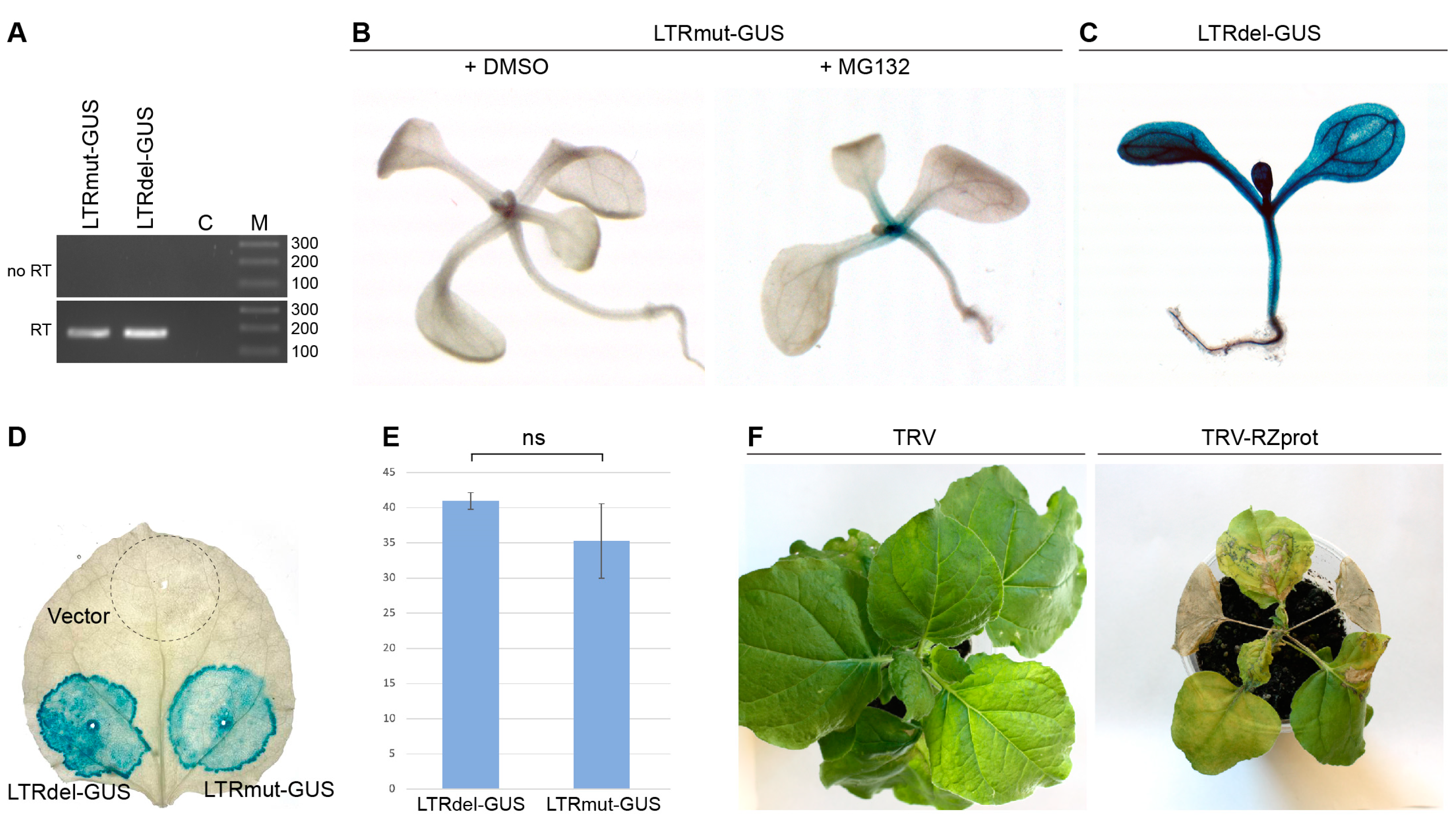 Plants 14 01205 g002