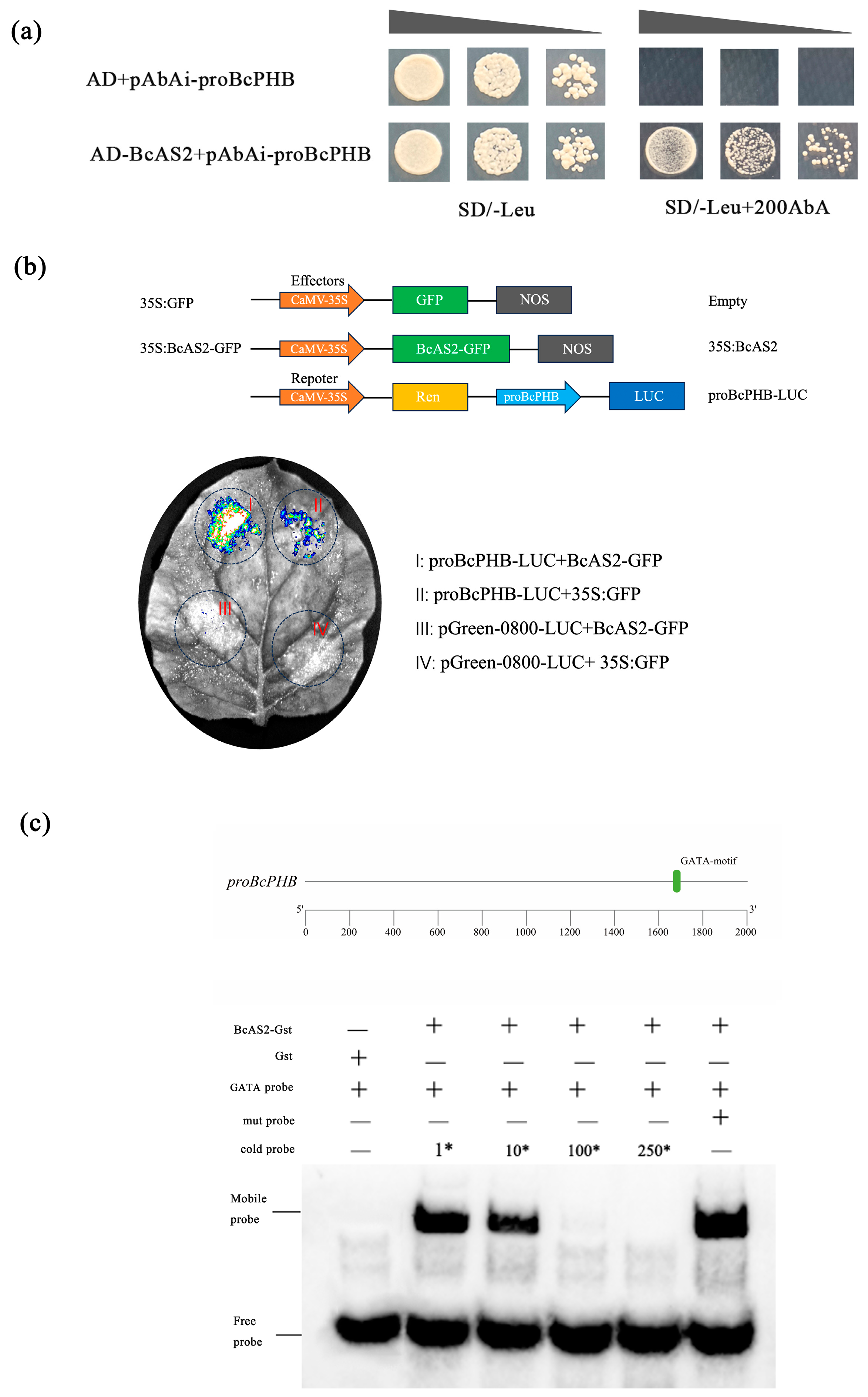 Plants 14 01207 g003