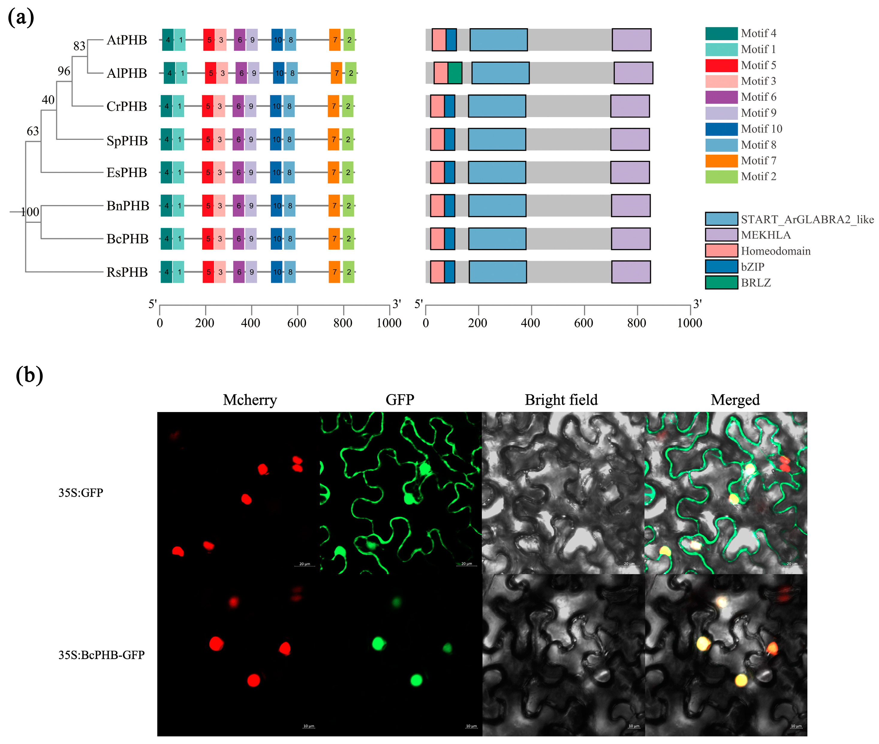 Plants 14 01207 g004
