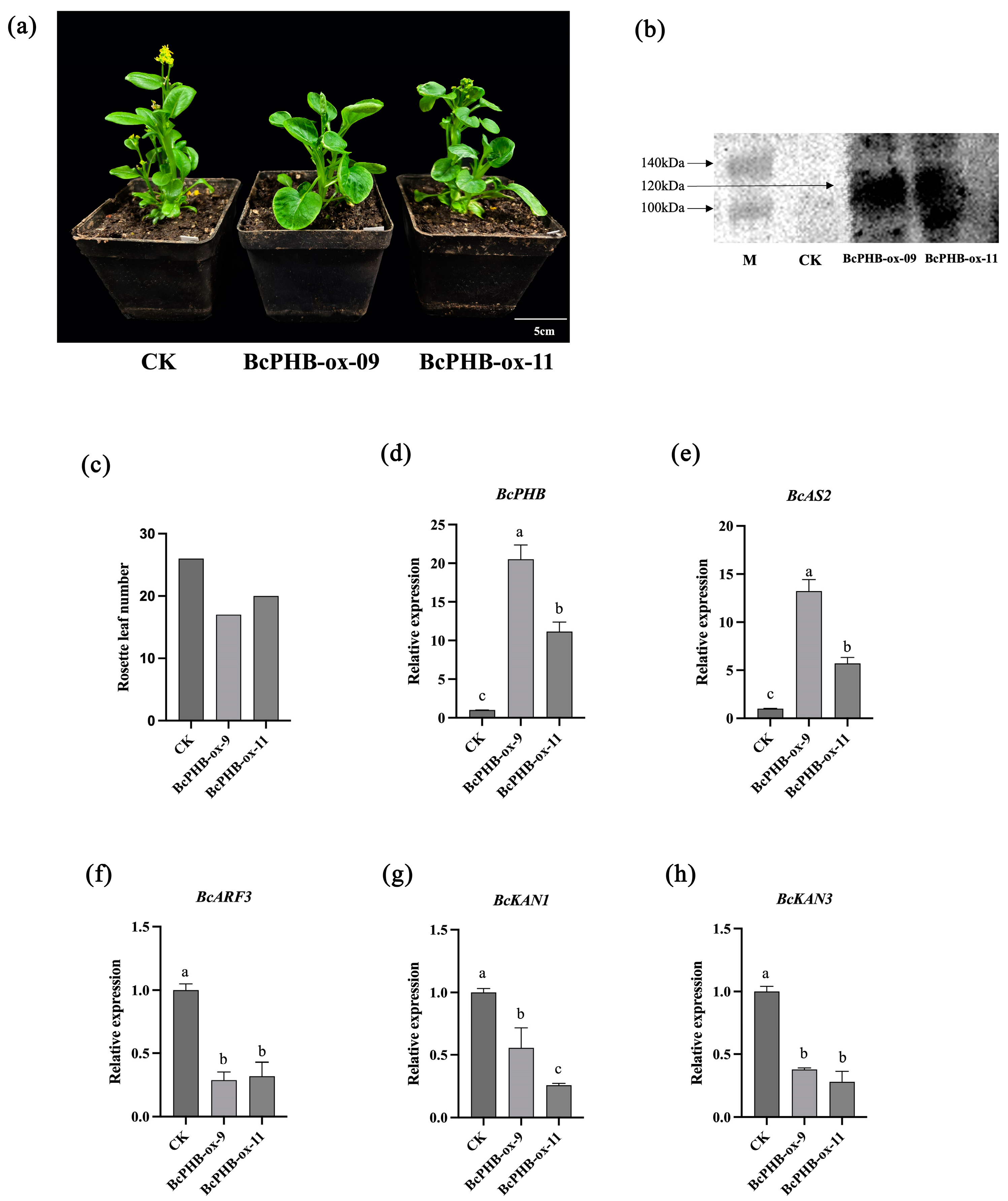 Plants 14 01207 g006
