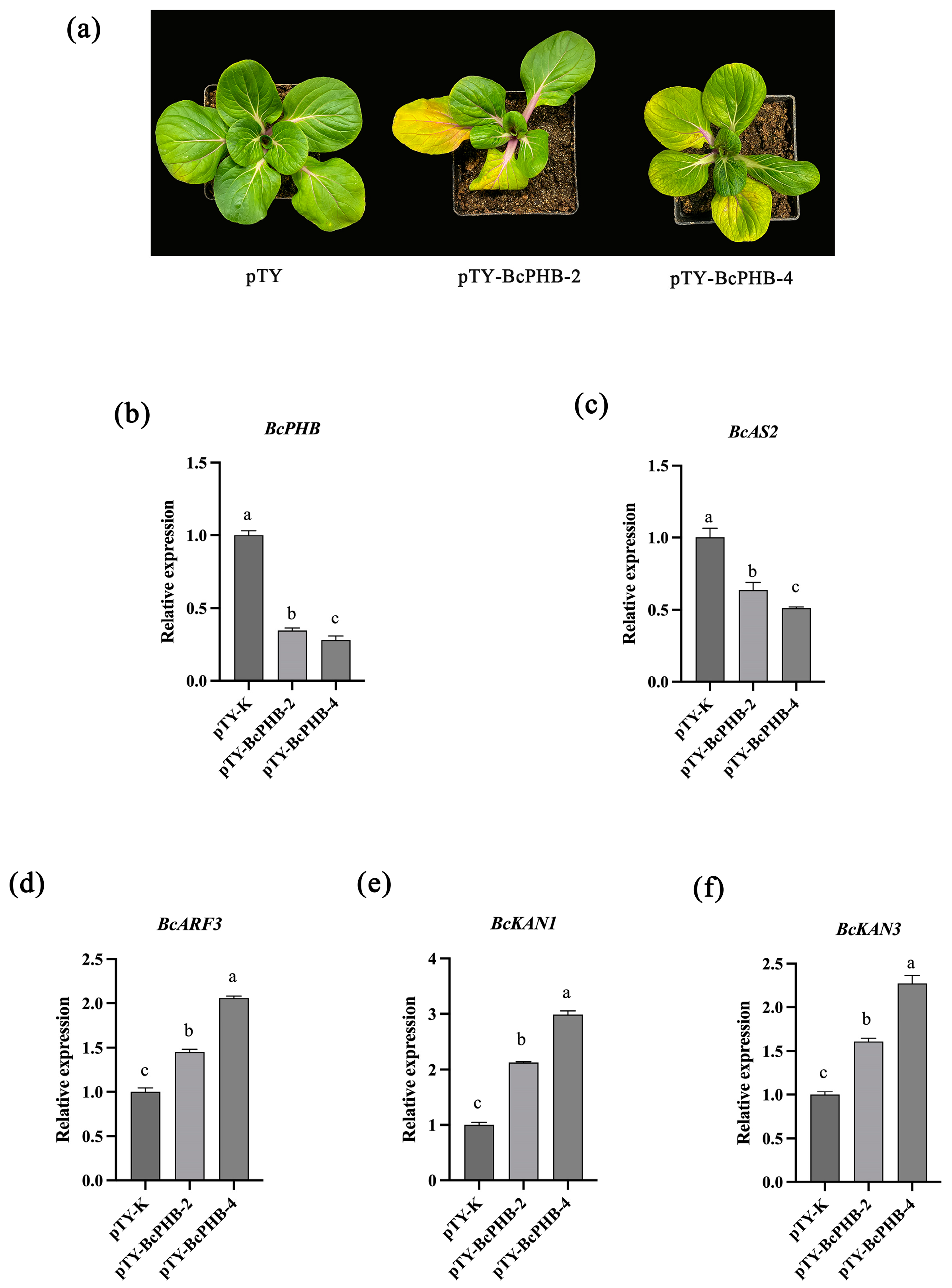 Plants 14 01207 g007