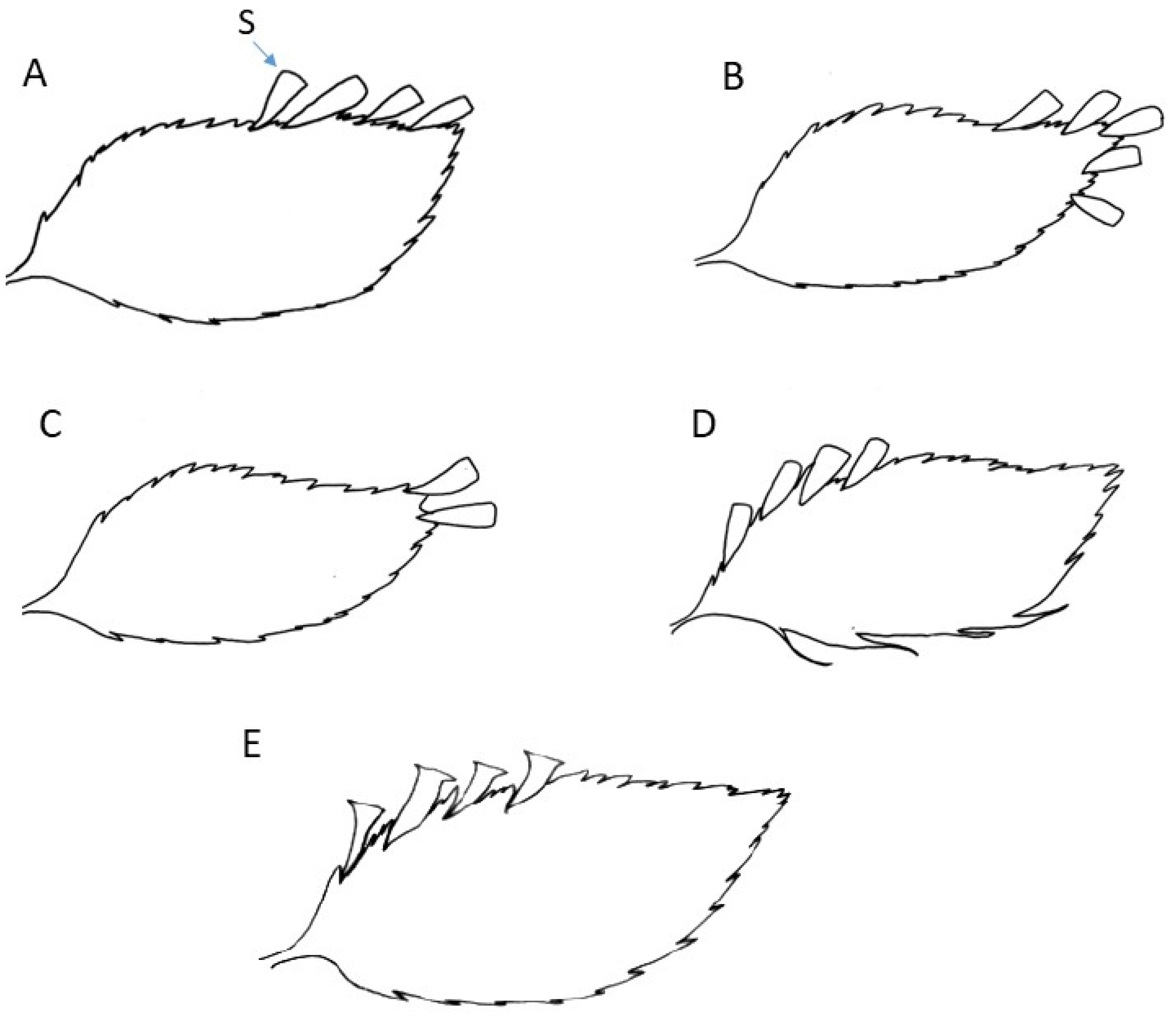Plants 14 01213 g001