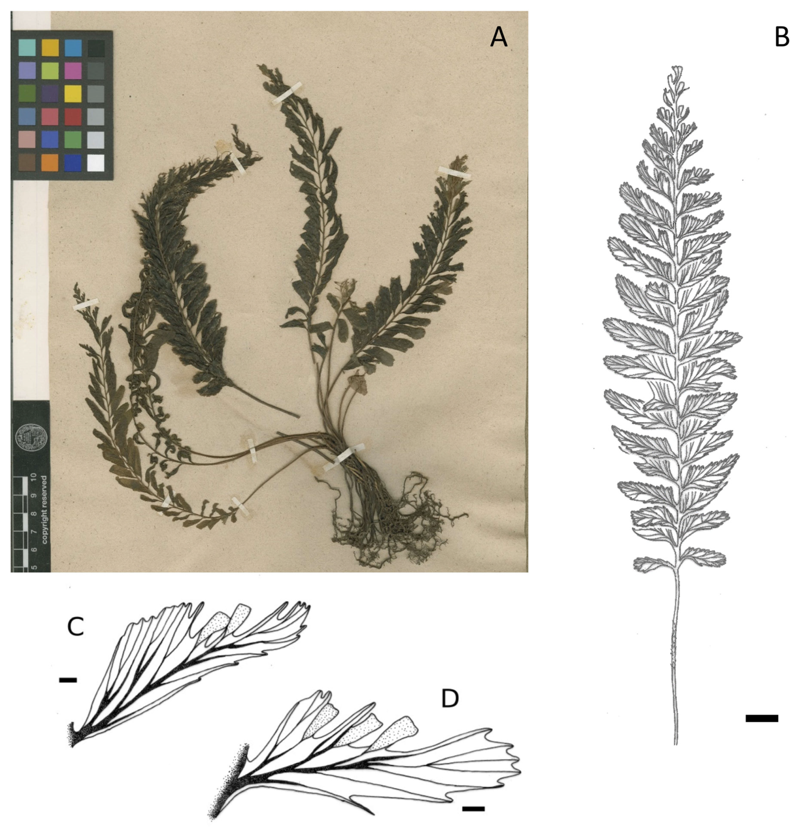 Plants 14 01213 g002