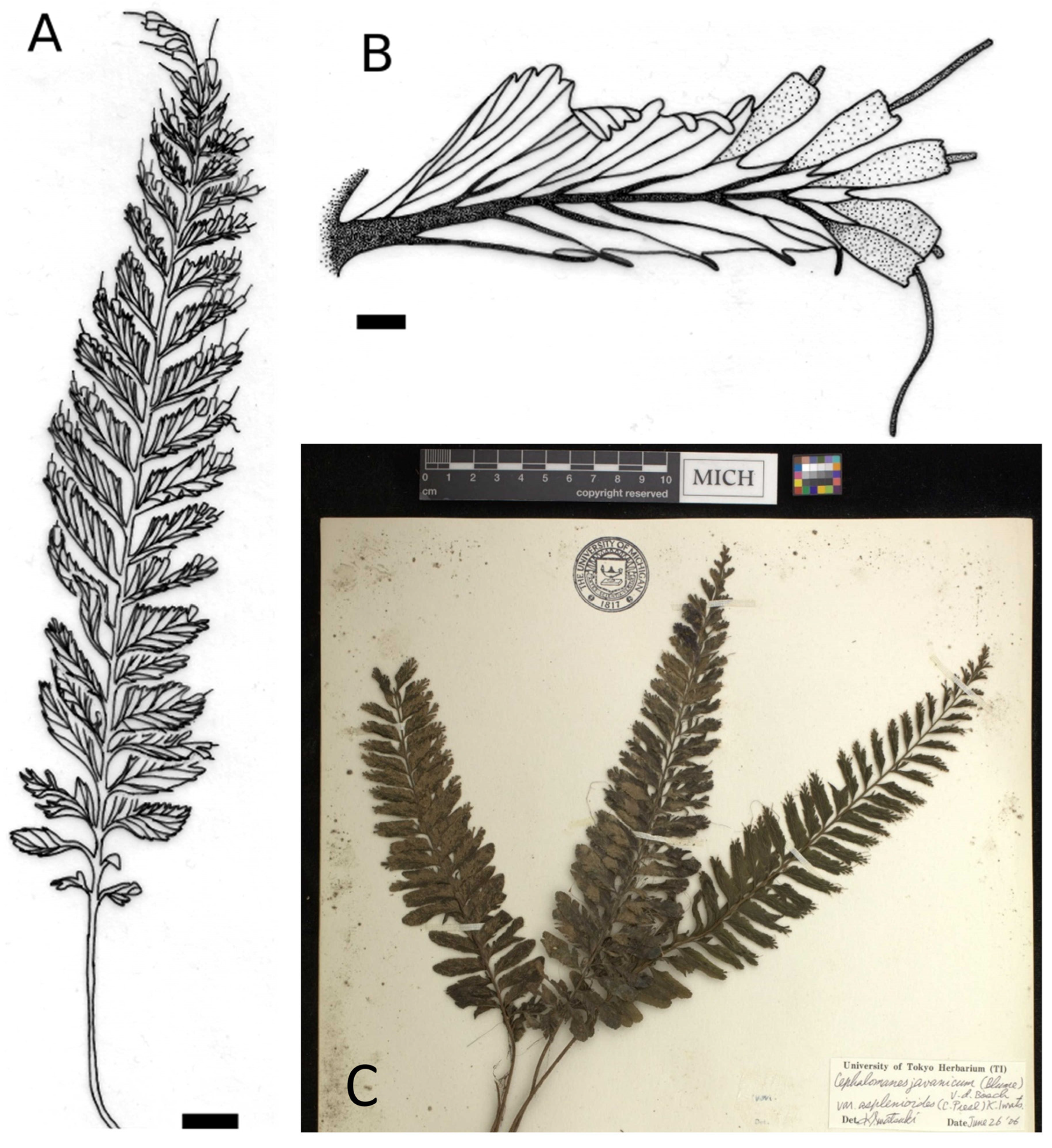 Plants 14 01213 g003