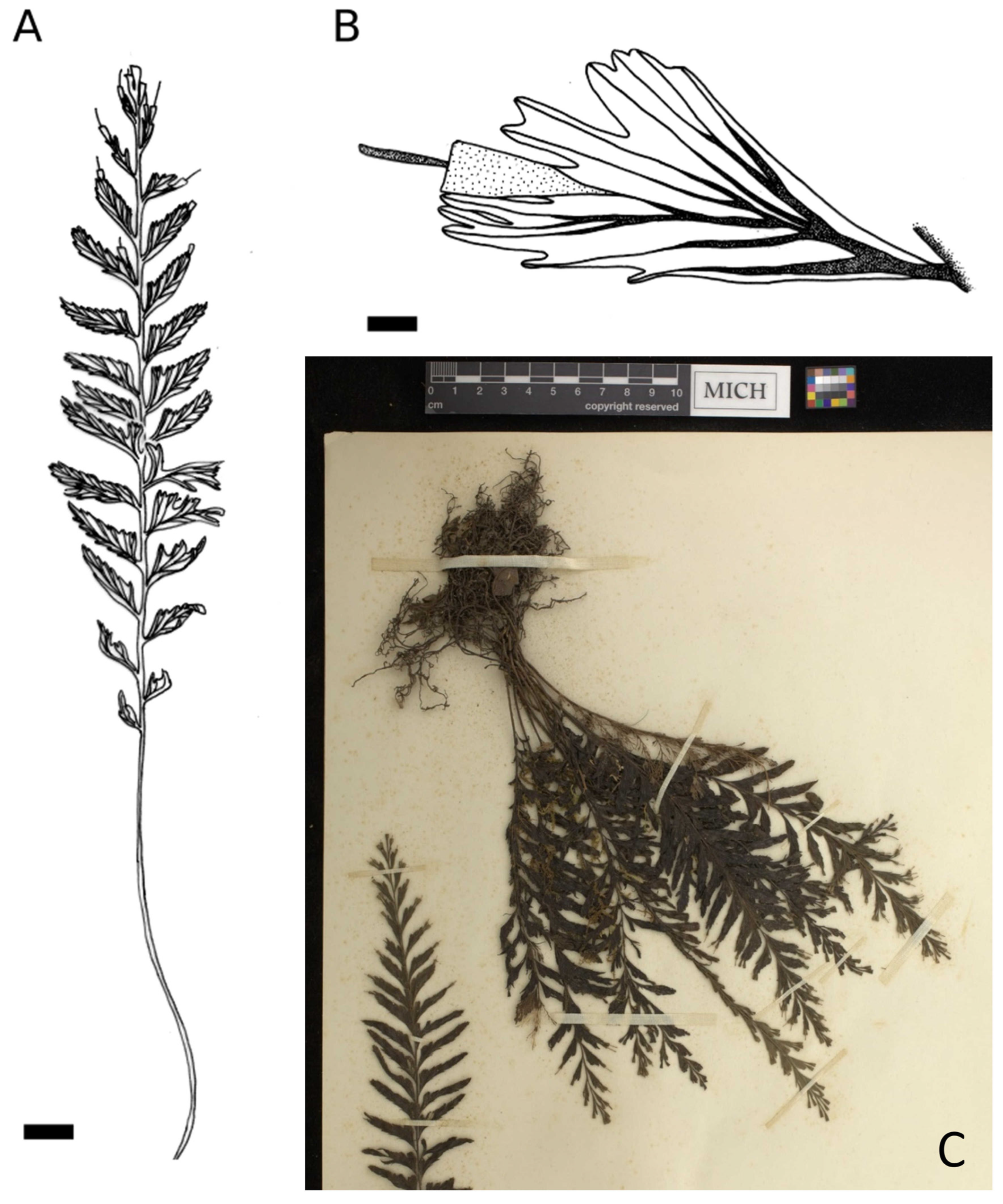 Plants 14 01213 g004