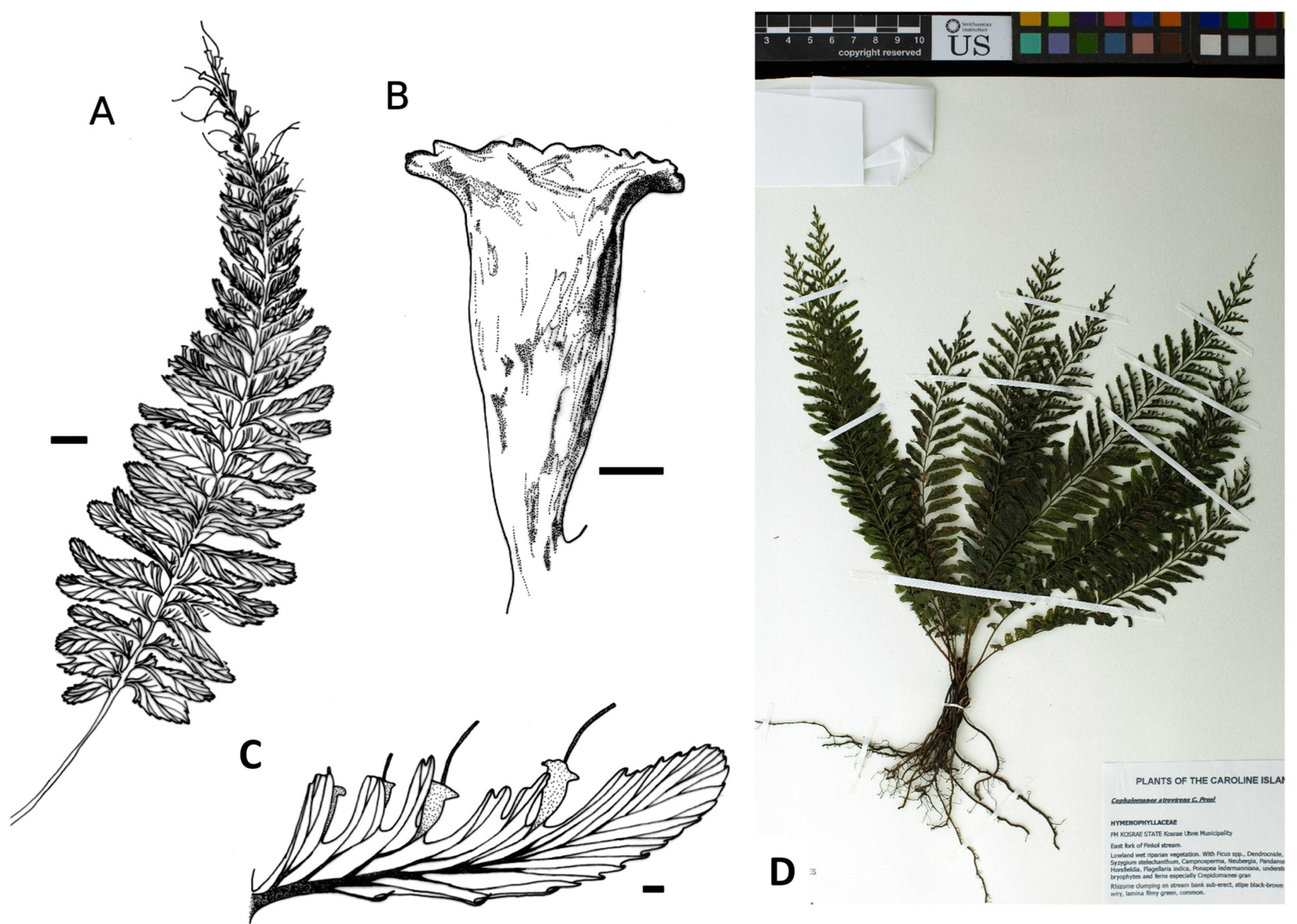 Plants 14 01213 g006