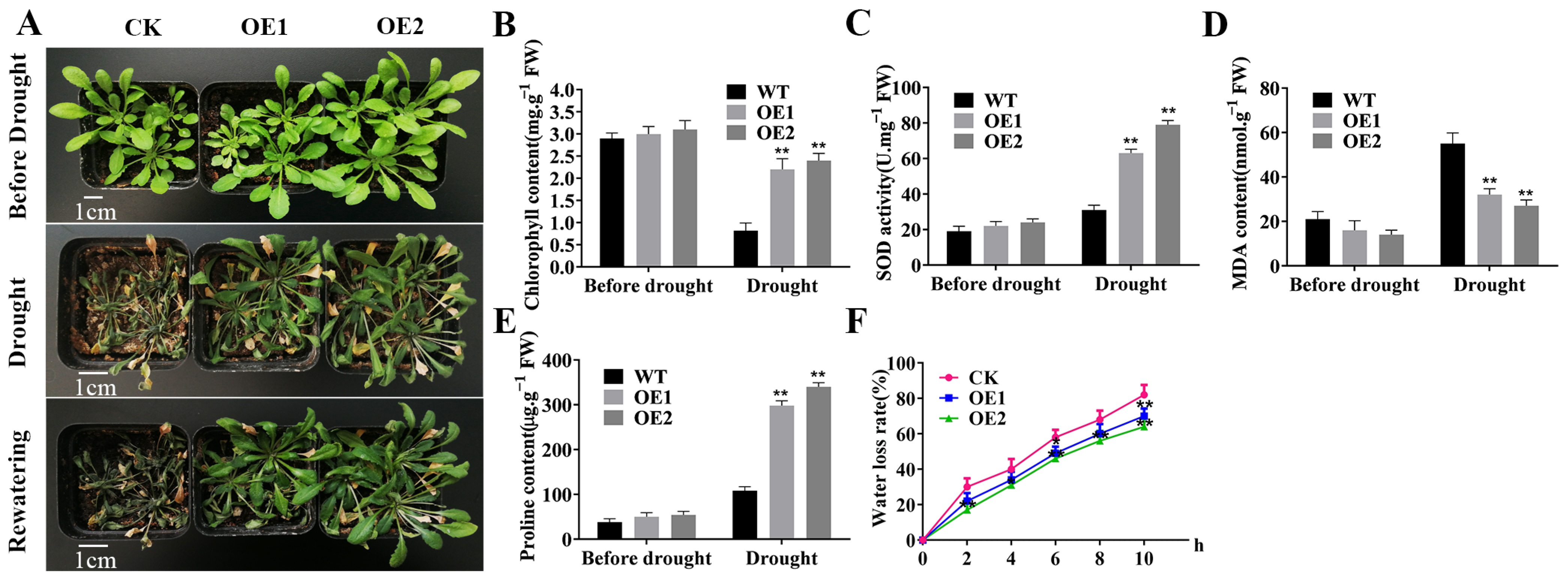 Plants 14 01214 g001