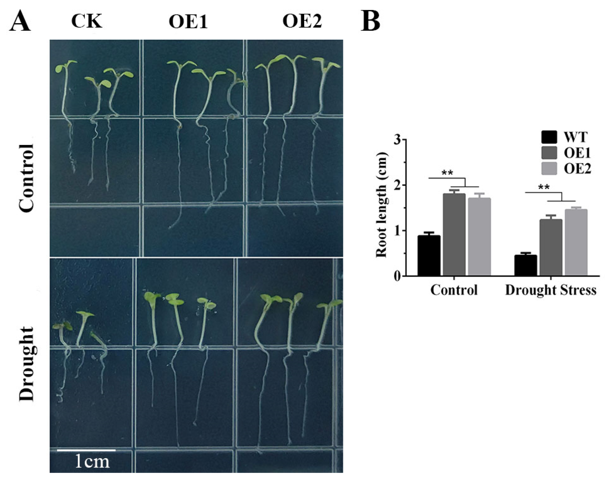 Plants 14 01214 g002
