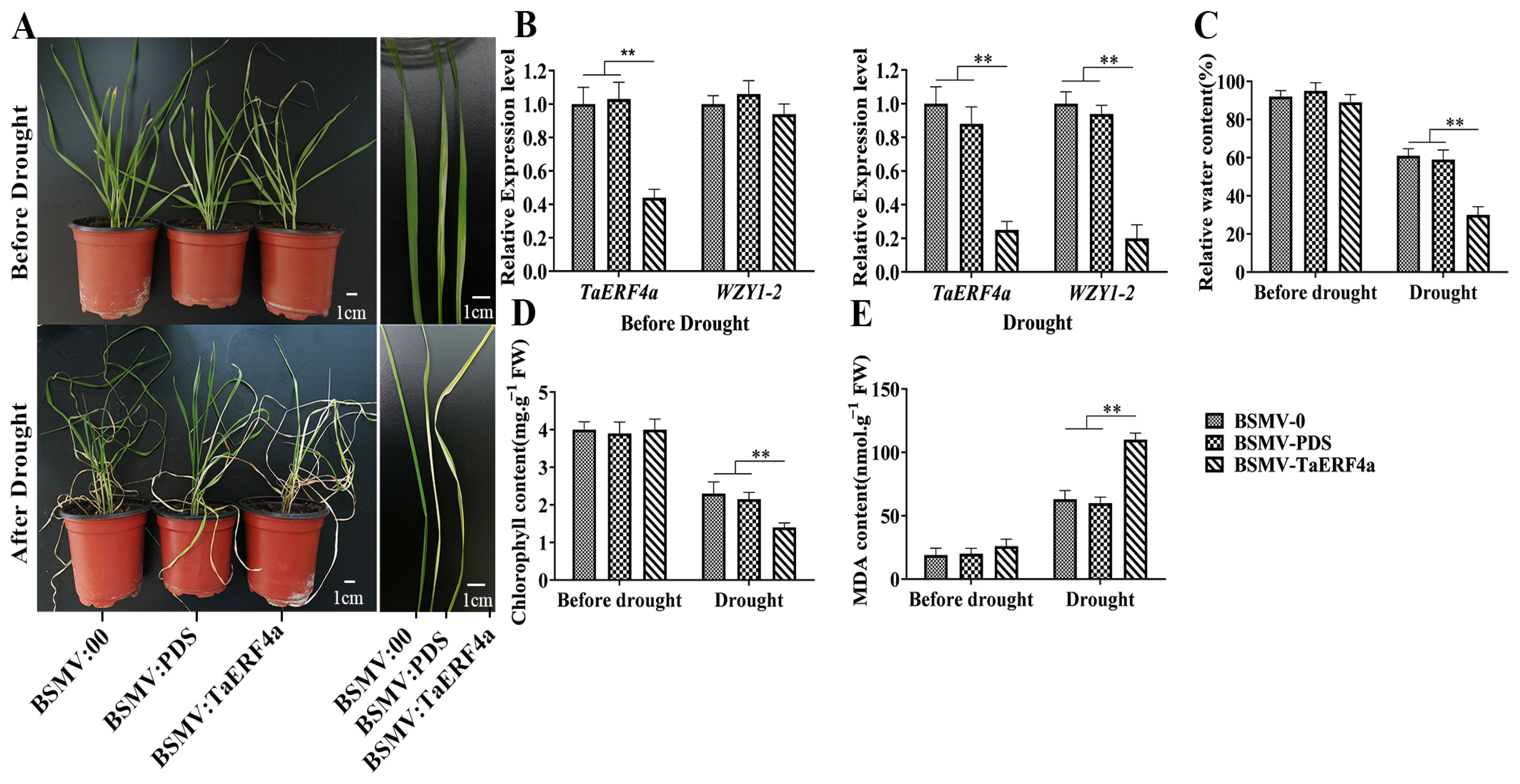 Plants 14 01214 g003