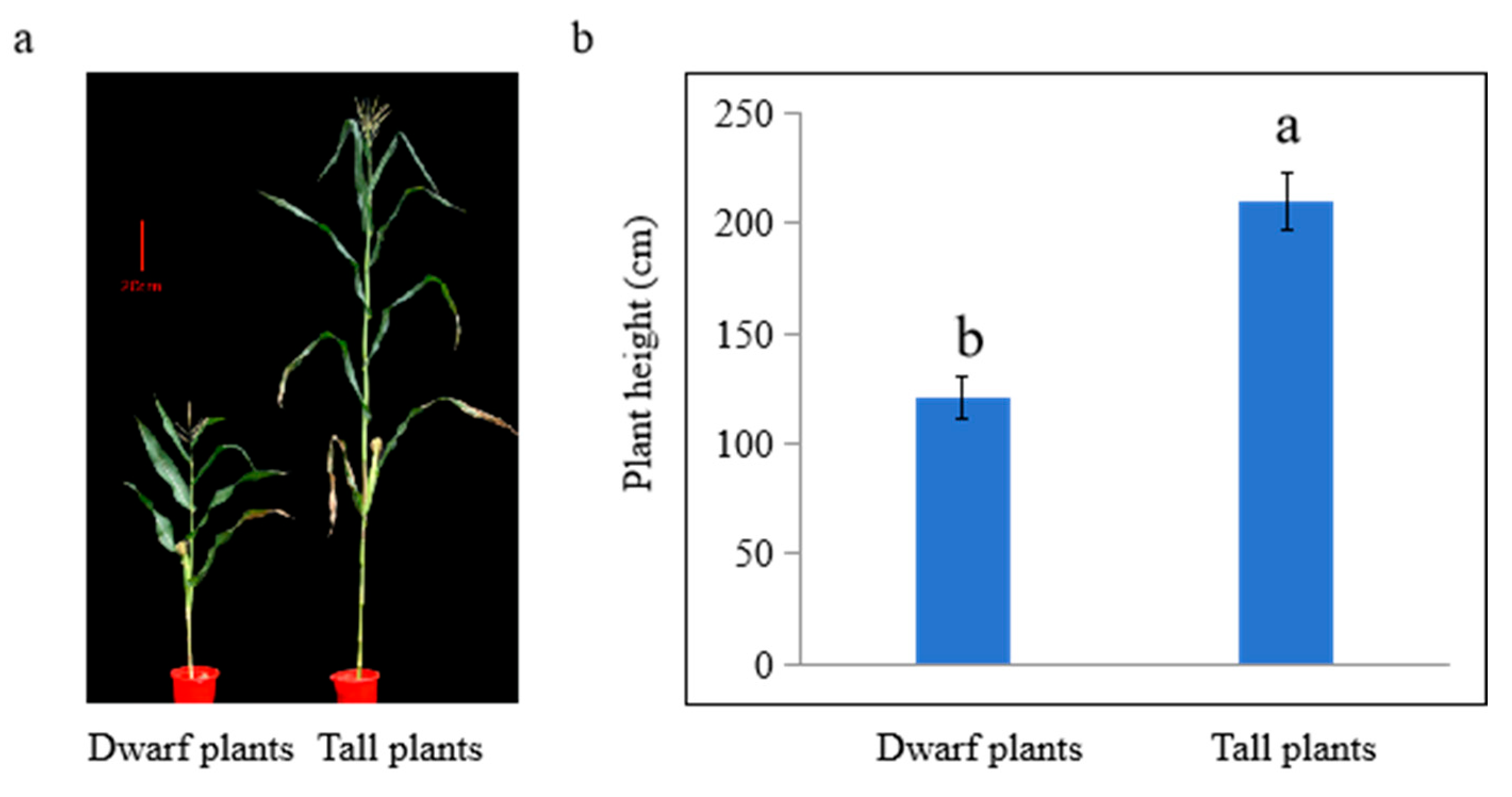 Plants 14 01217 g001