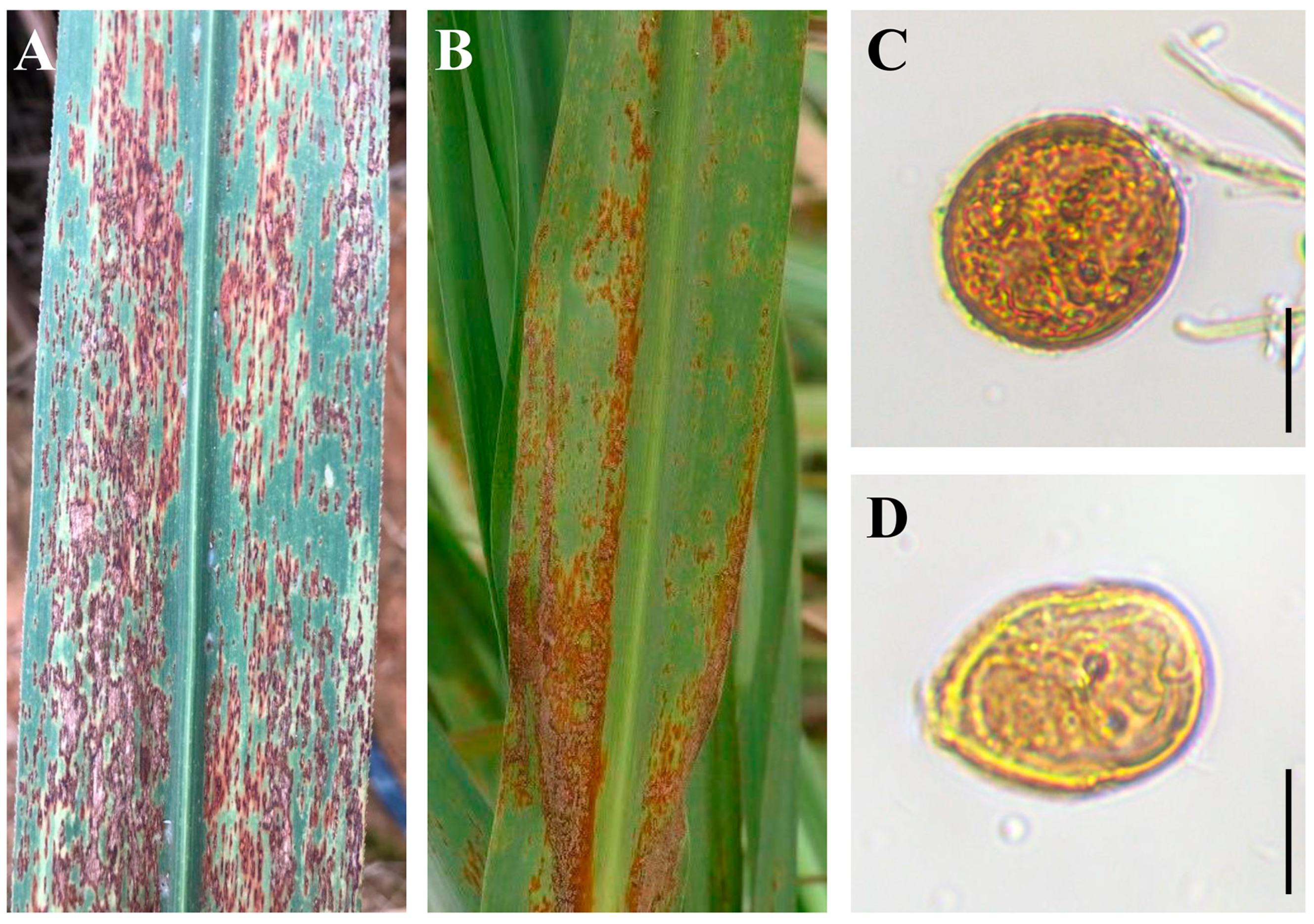 Plants 14 01221 g001