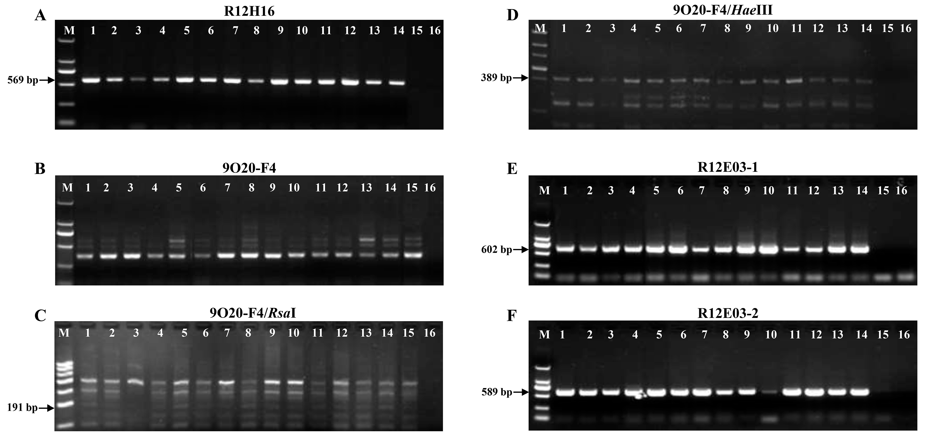 Plants 14 01221 g004