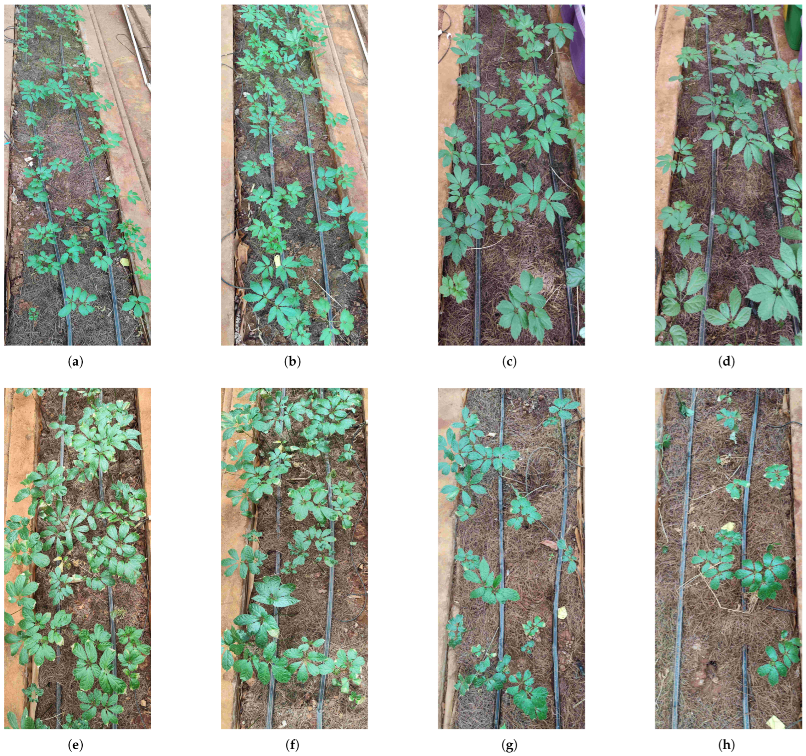 Plants 14 01226 g013