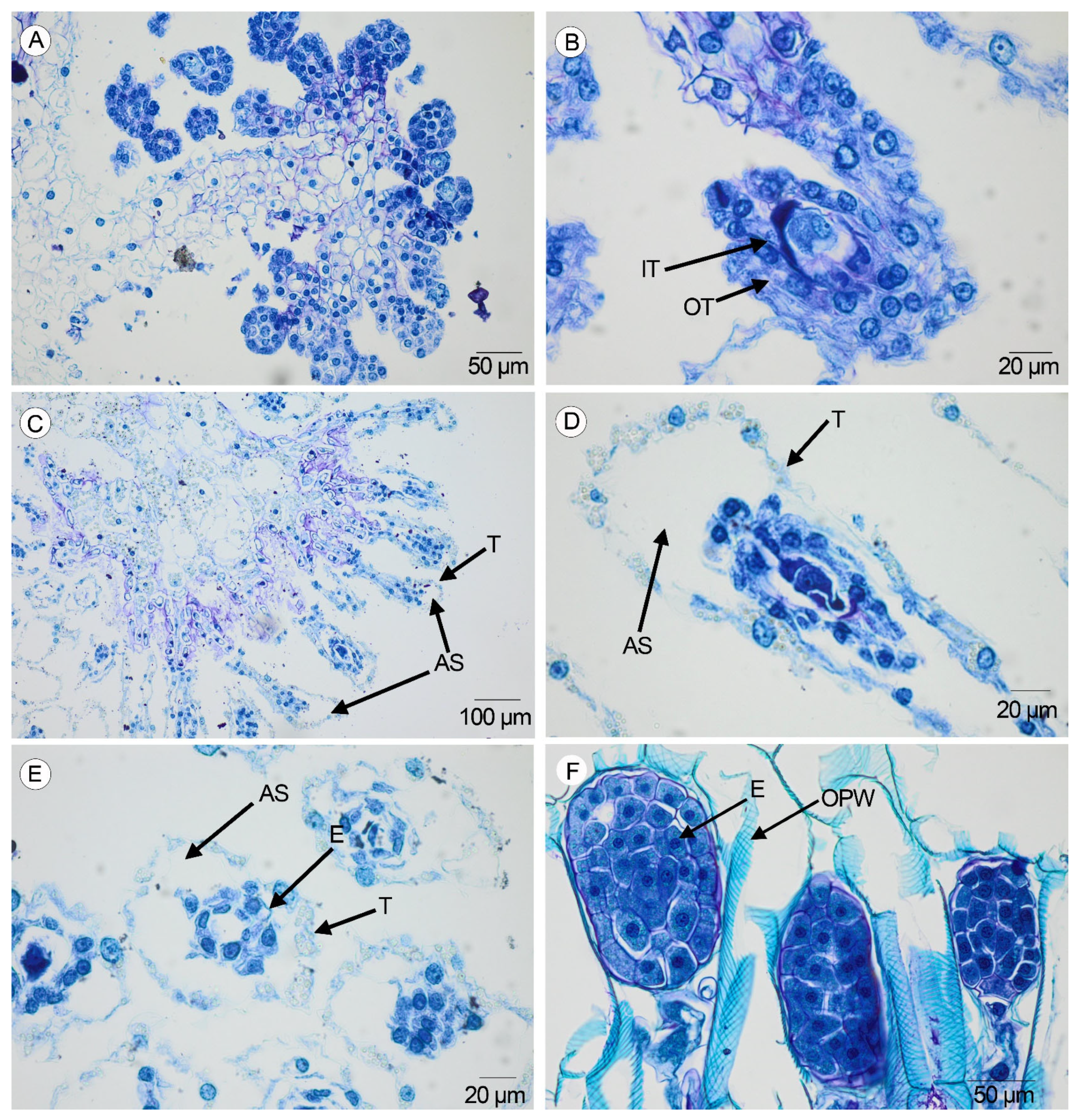 Plants 14 01229 g004