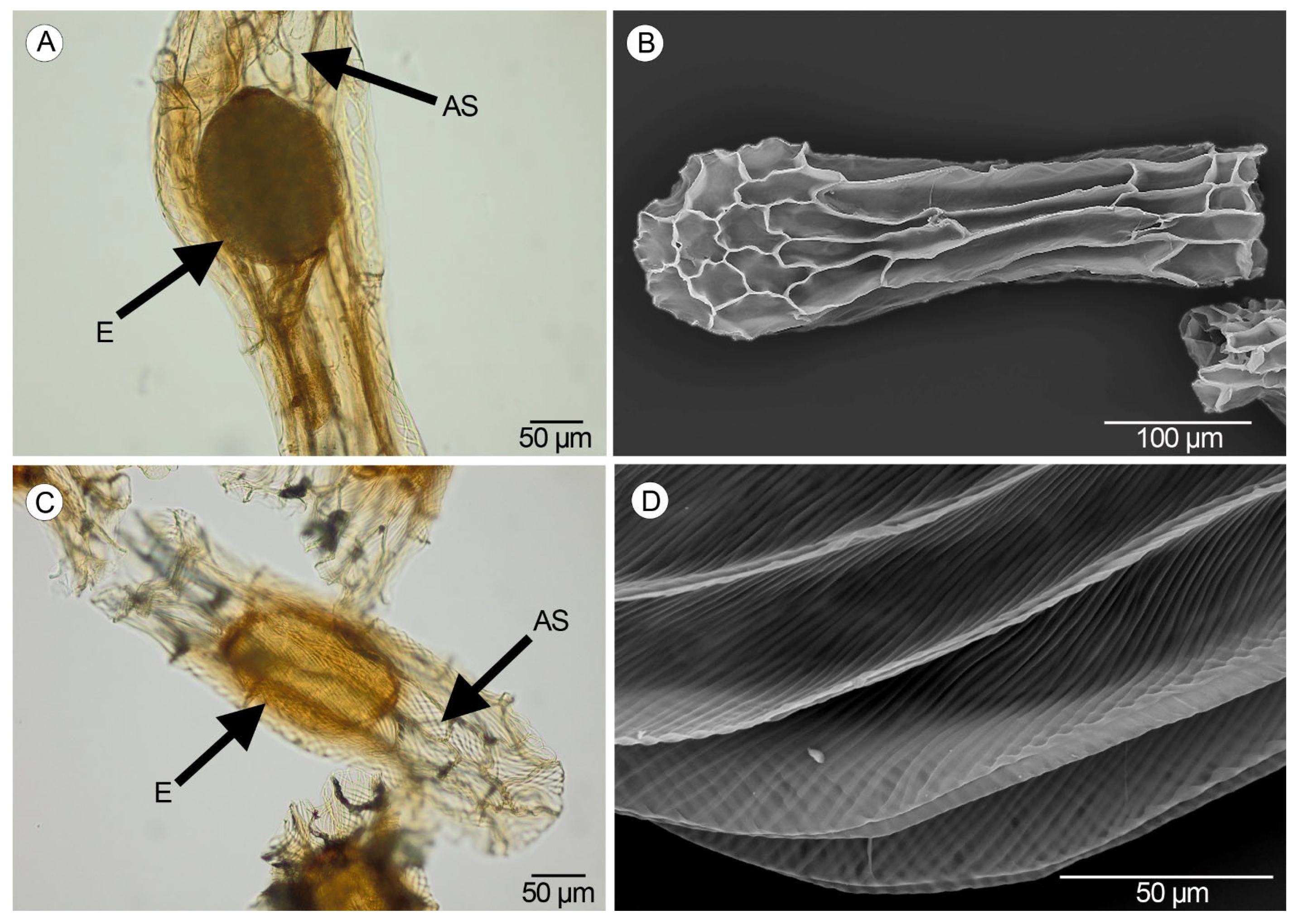 Plants 14 01229 g005