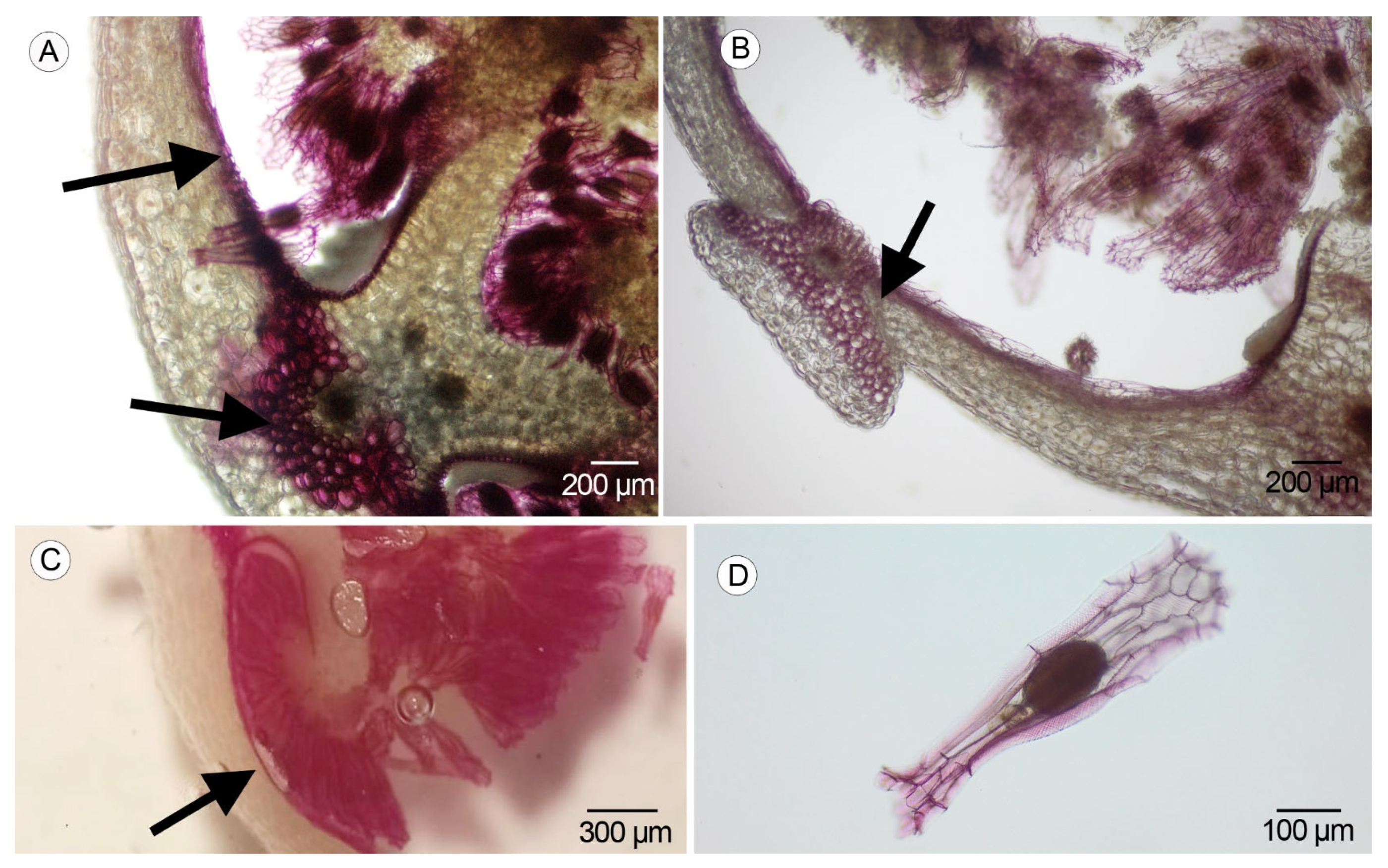 Plants 14 01229 g006