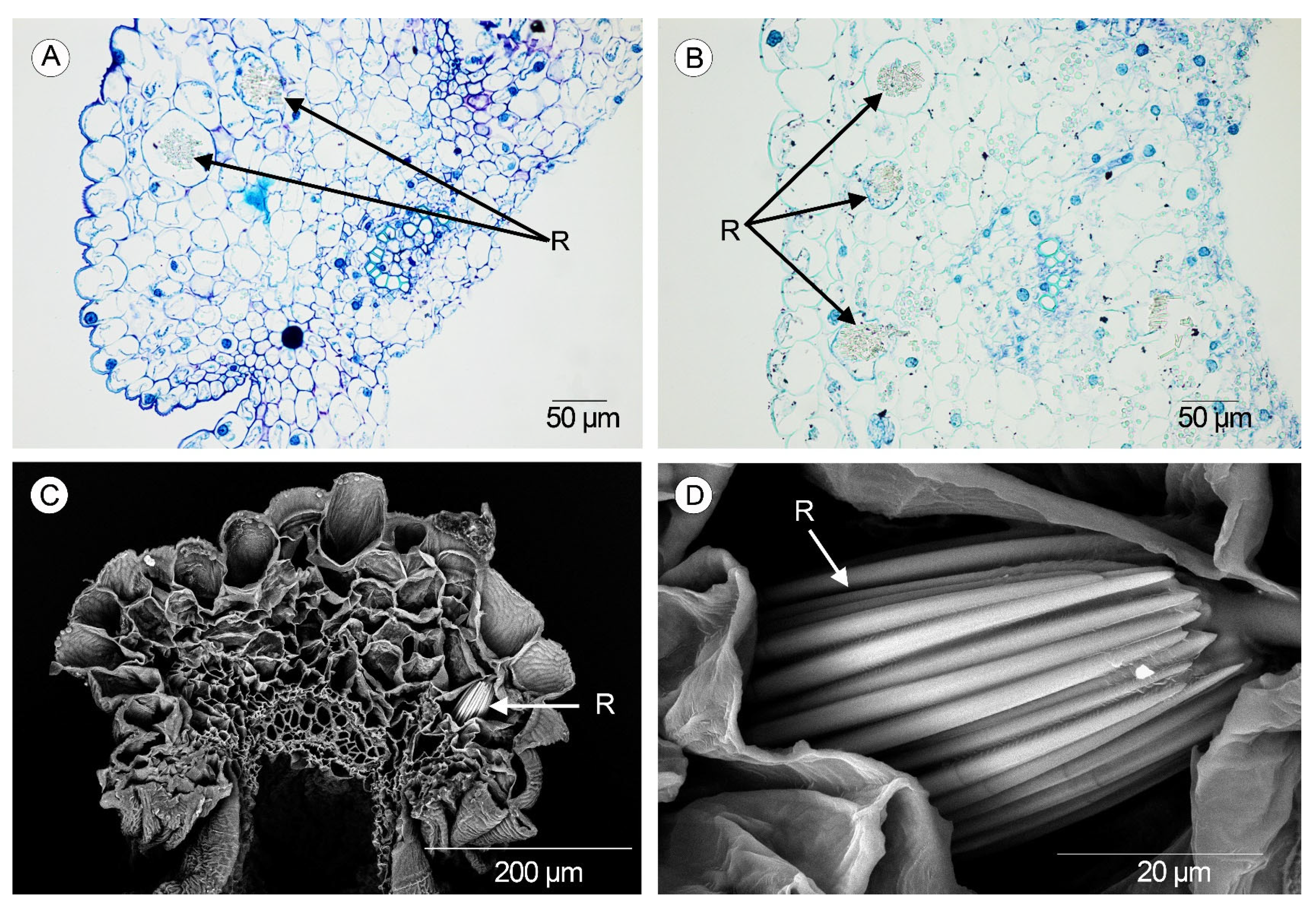 Plants 14 01229 g007
