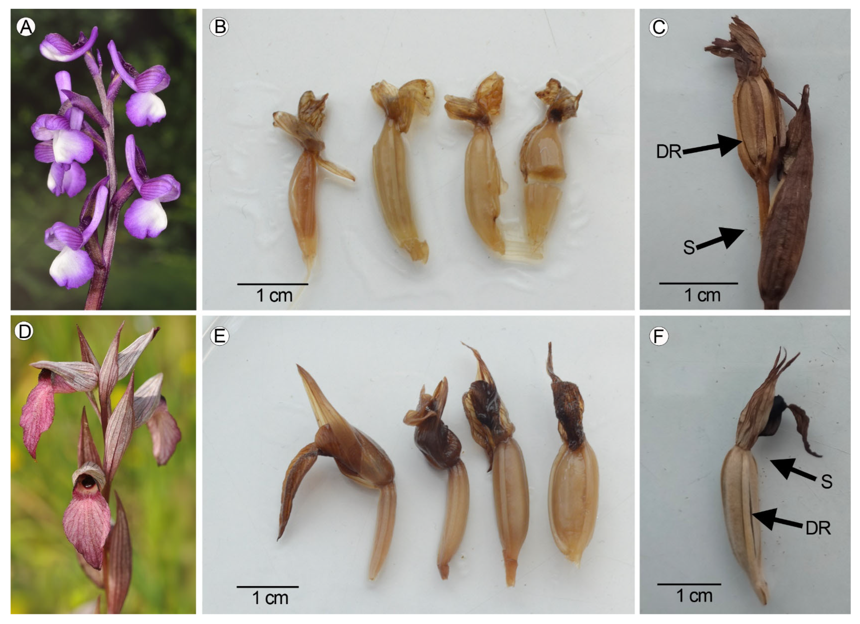 Plants 14 01229 g008