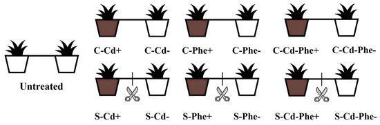 Temporal Dynamics of Physiological Integration Intensity in