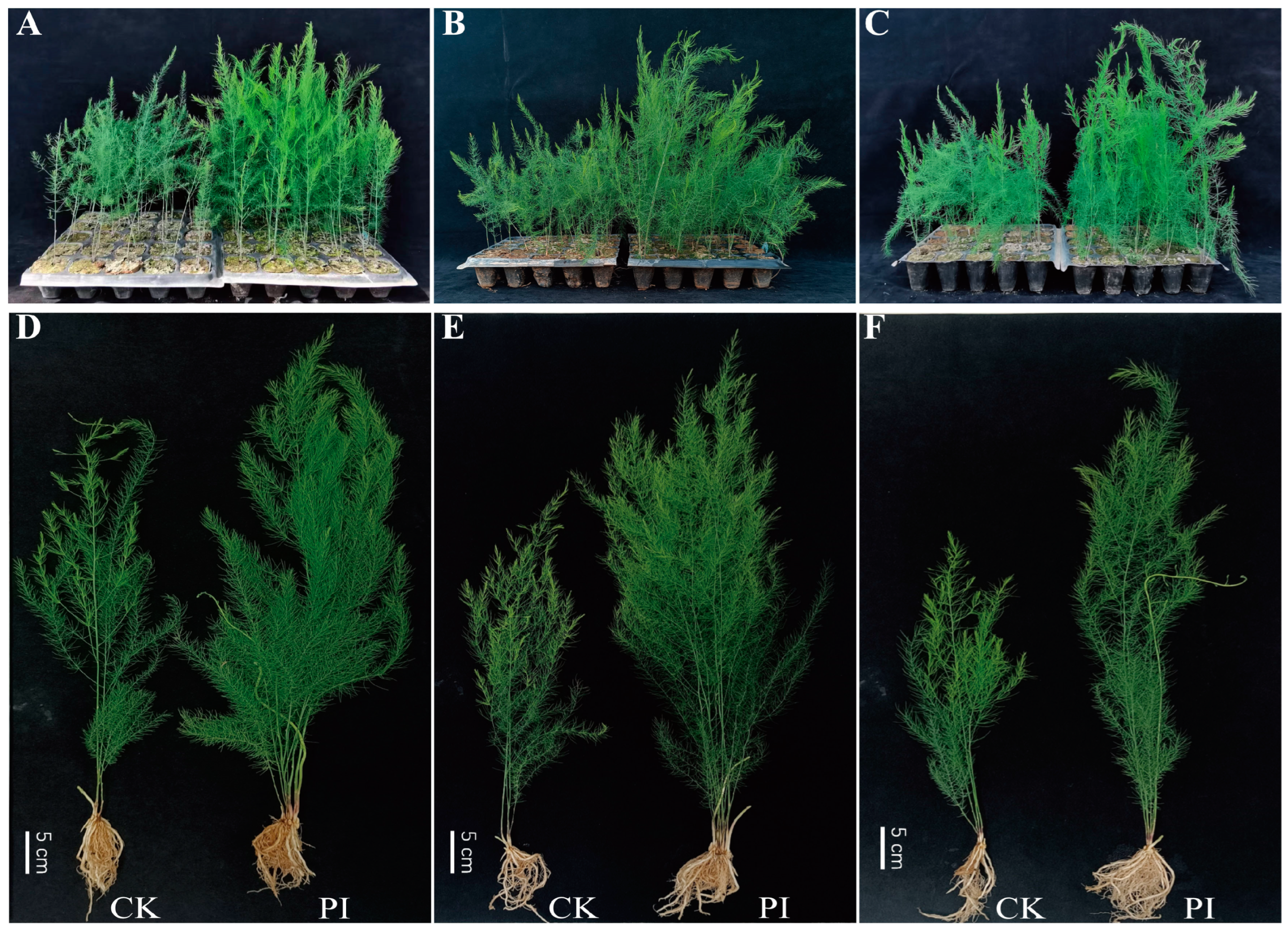 Plants 14 01232 g002