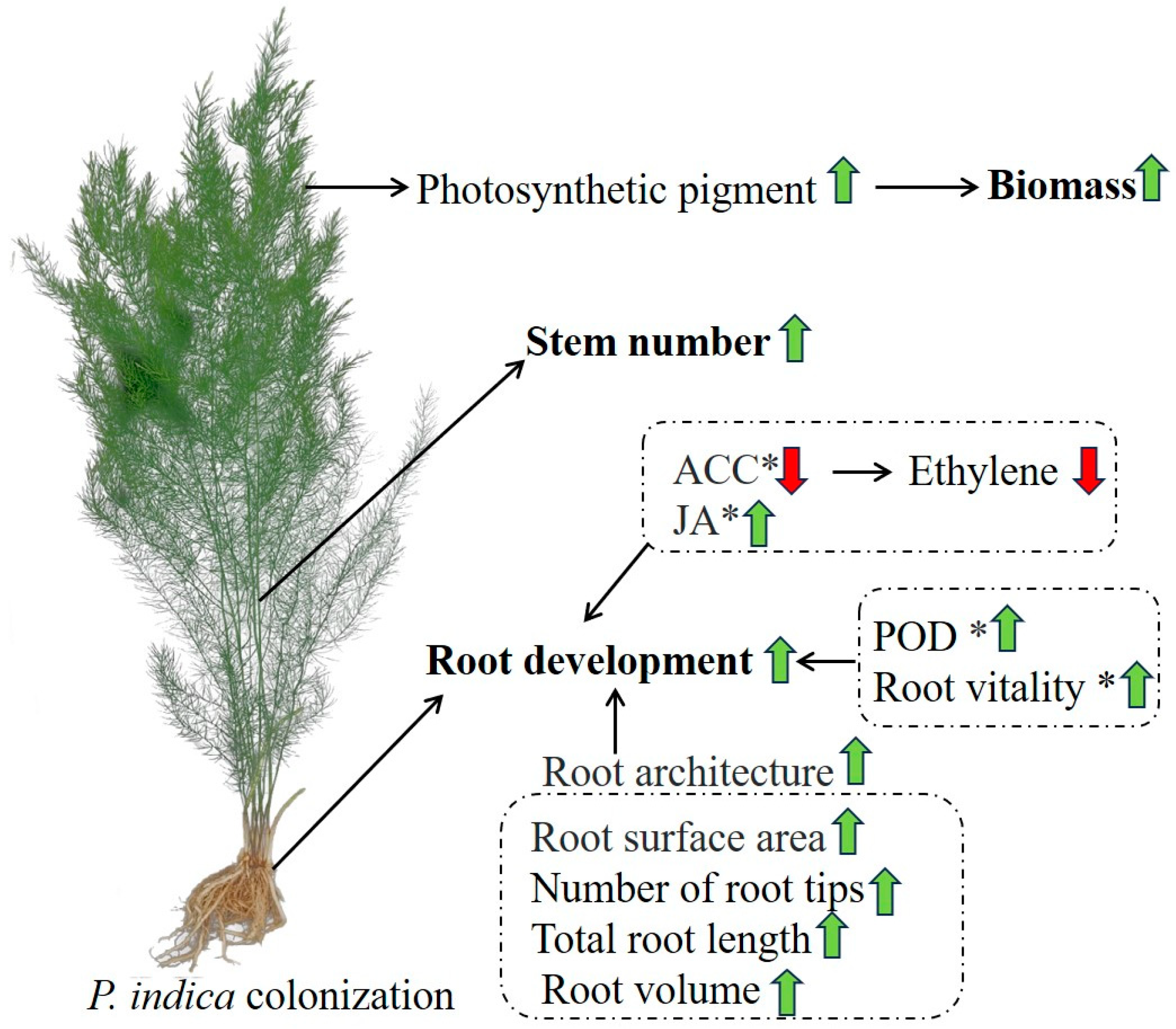 Plants 14 01232 g007
