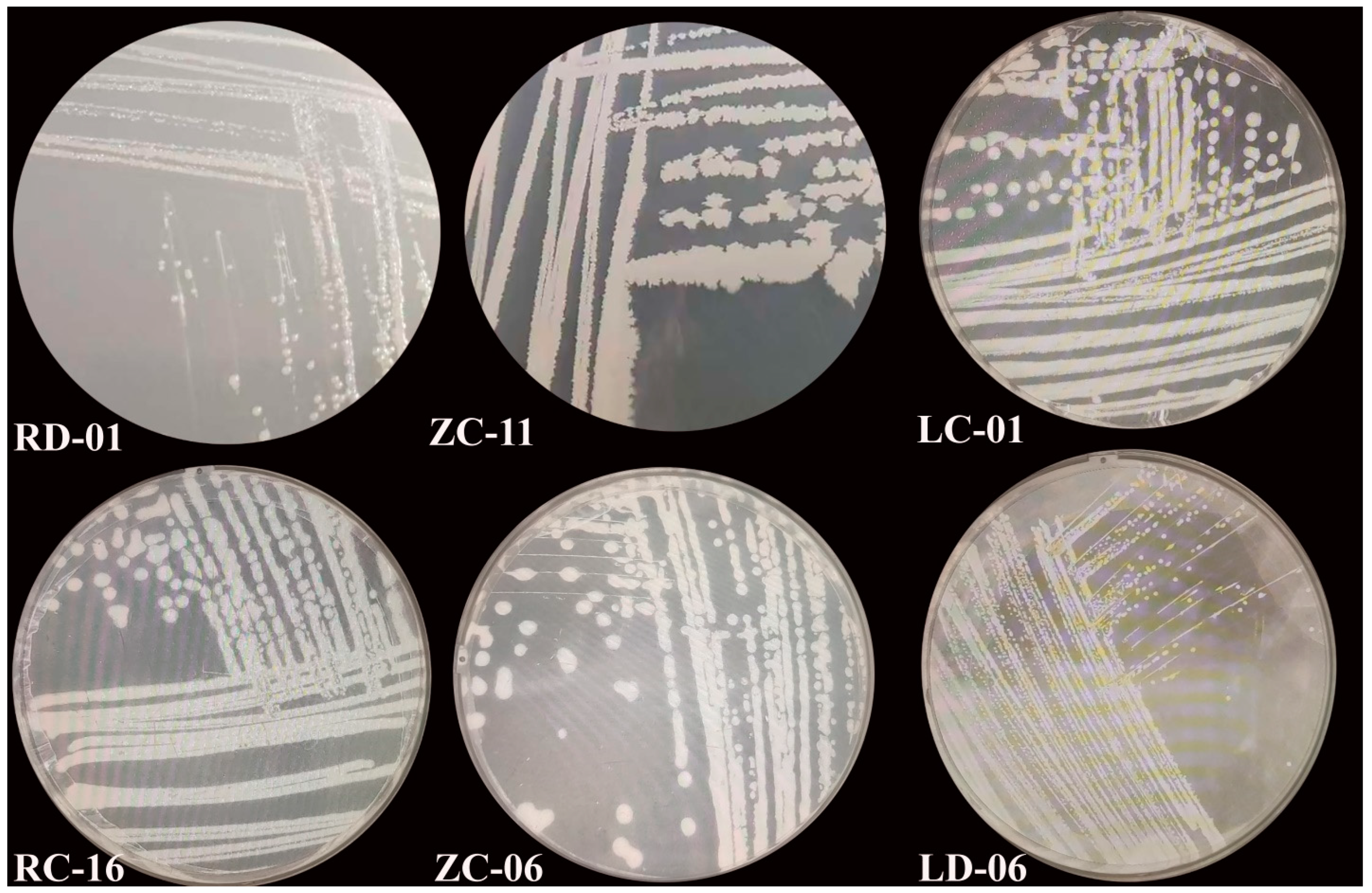 Plants 14 01235 g003